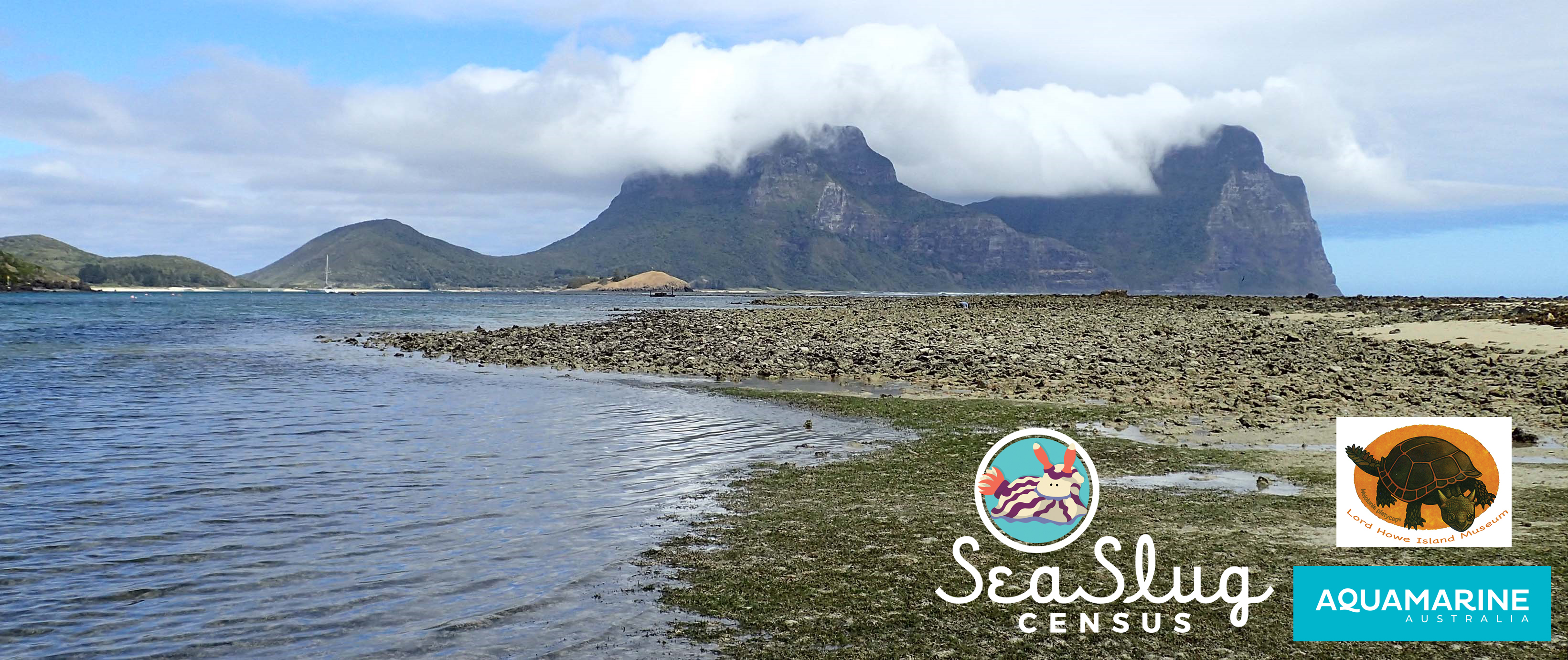 Lord Howe Is Sea Slug Census 2023 · iNaturalist