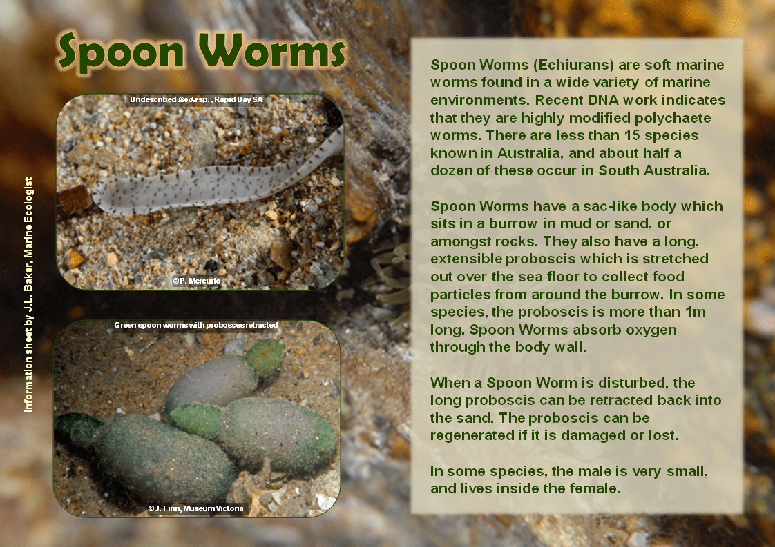 Spoon Worms of Southern Australia · iNaturalist