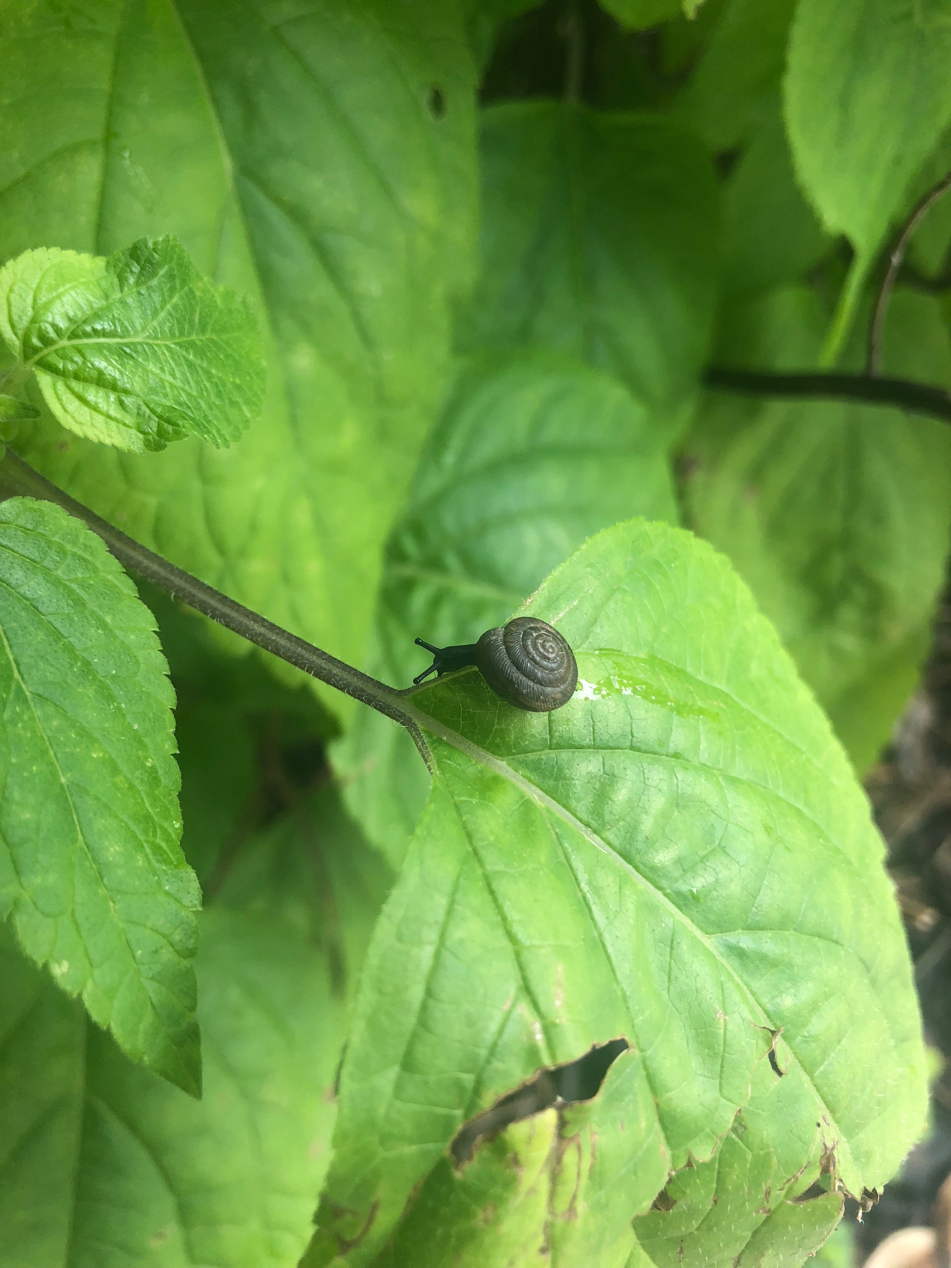Mississippi Land Snails & Slugs · iNaturalist