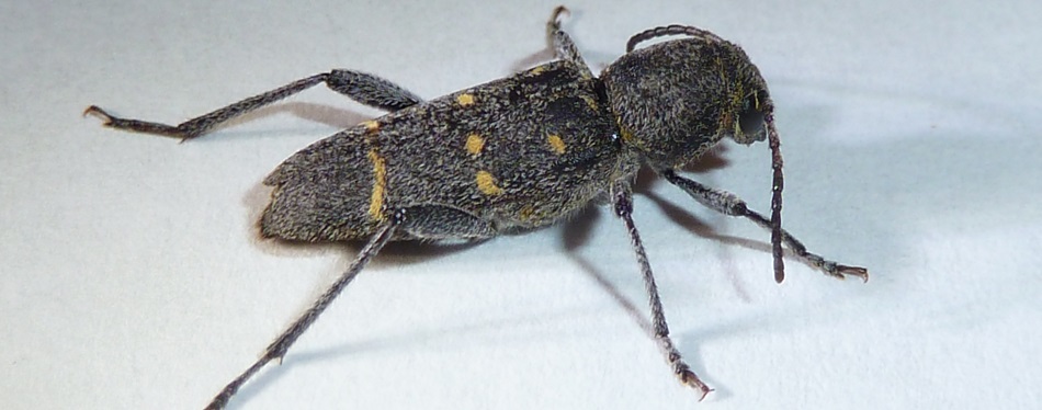 Beetles of British Columbia · iNaturalist