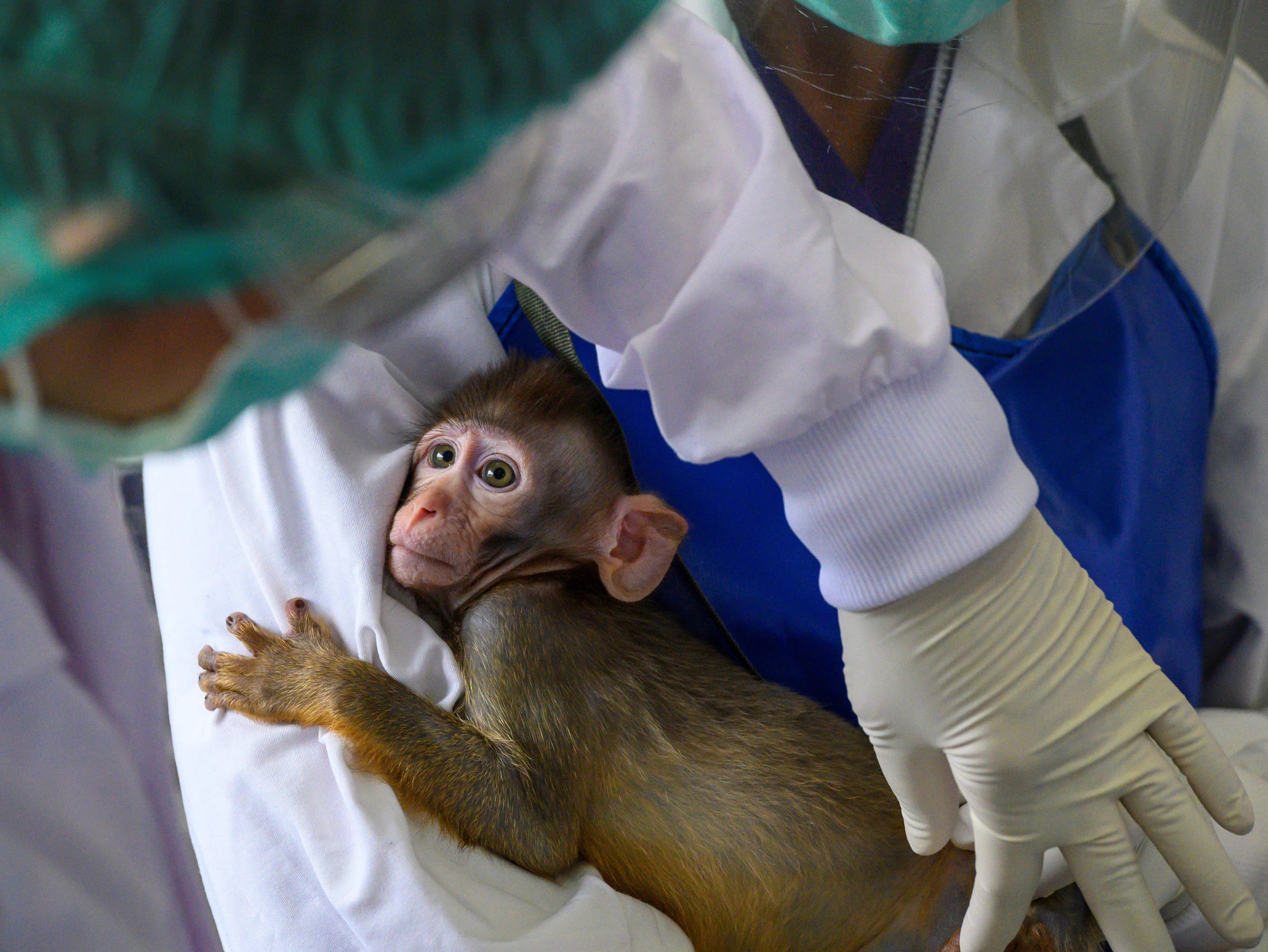 US plan to breed 10,000 monkeys a year for medical