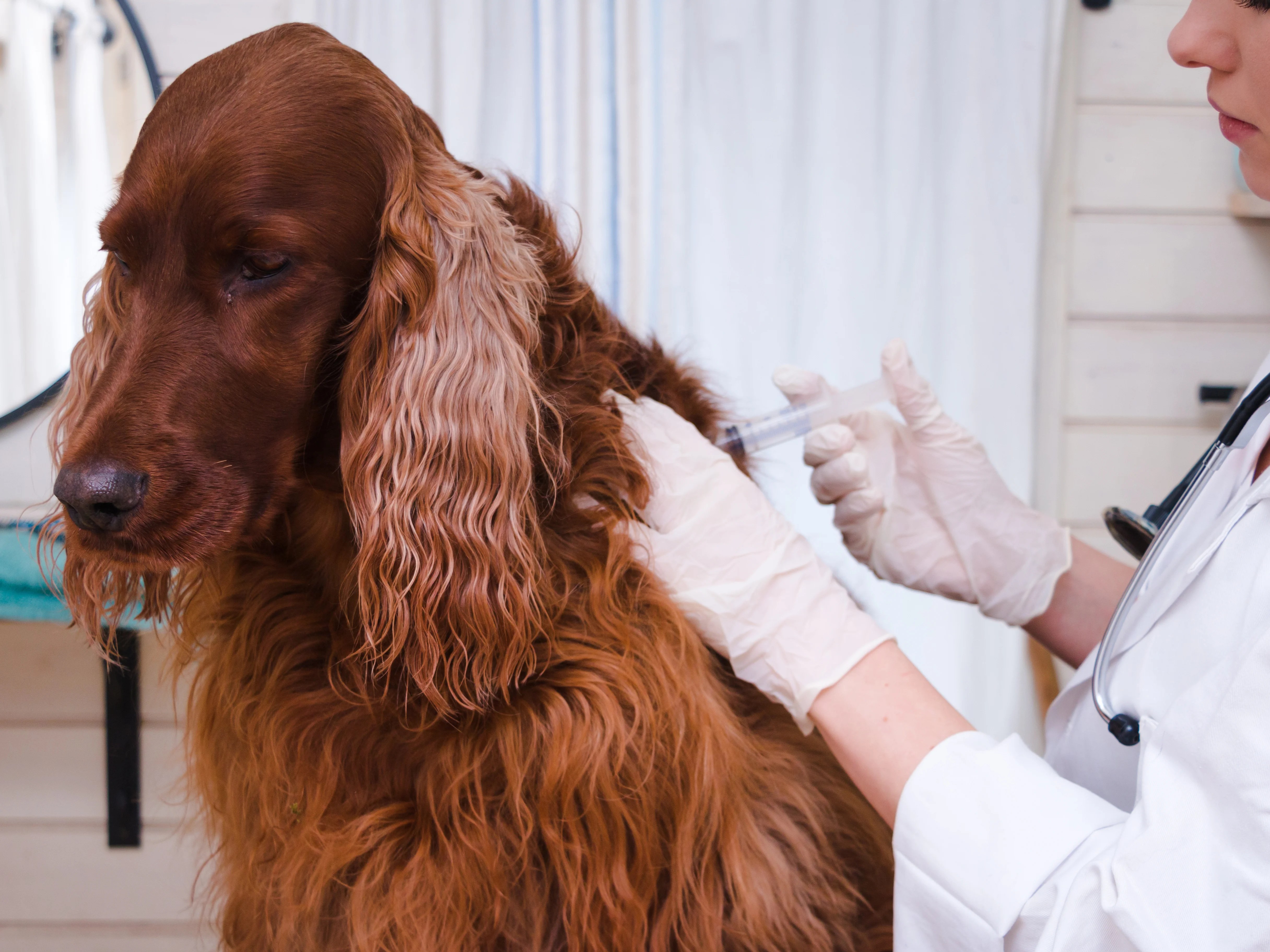Cats and dogs may need Covid vaccine to curb infections, scientists say