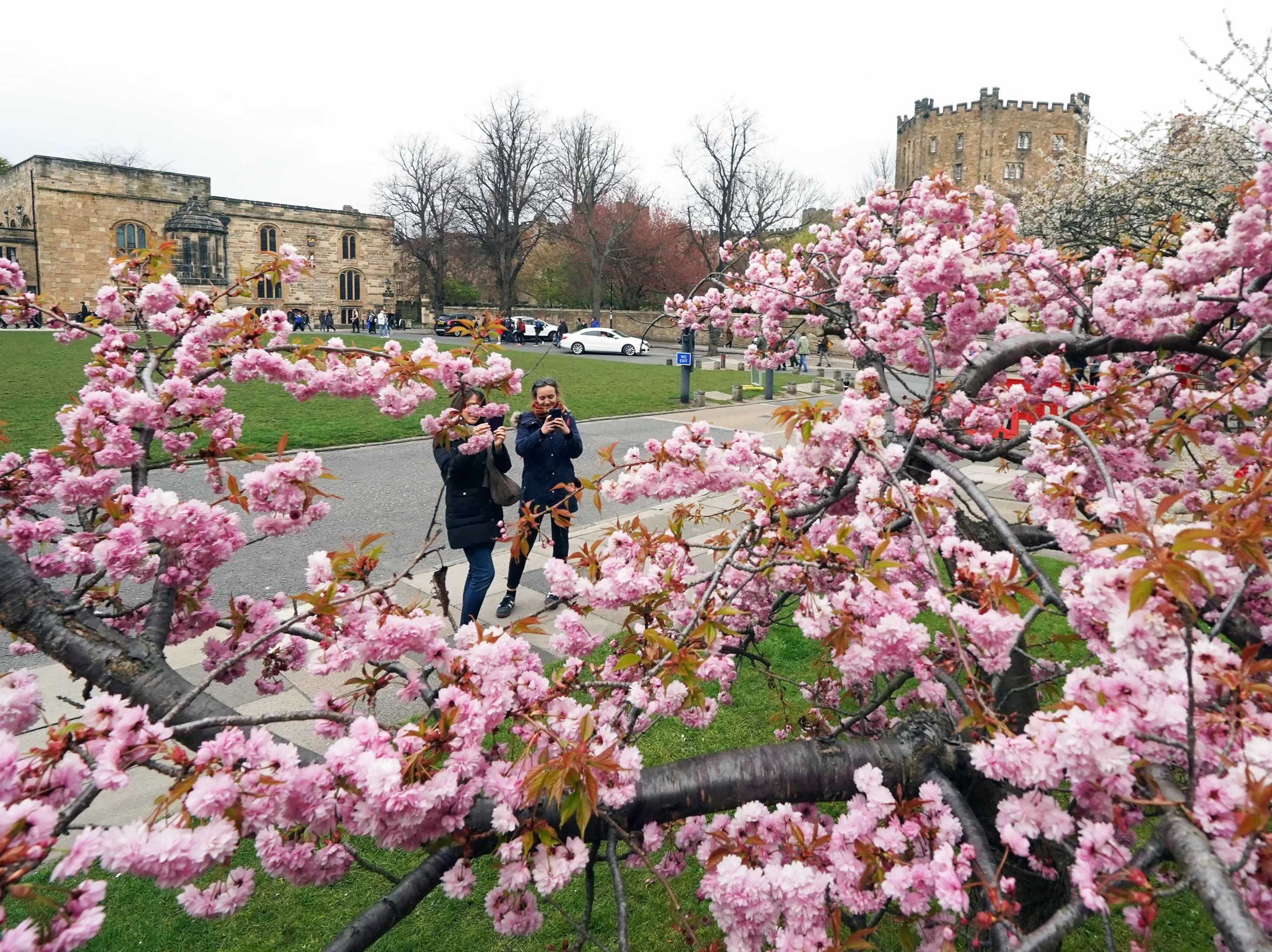 Cherry Tree Garden Centre Nottingham englshfla