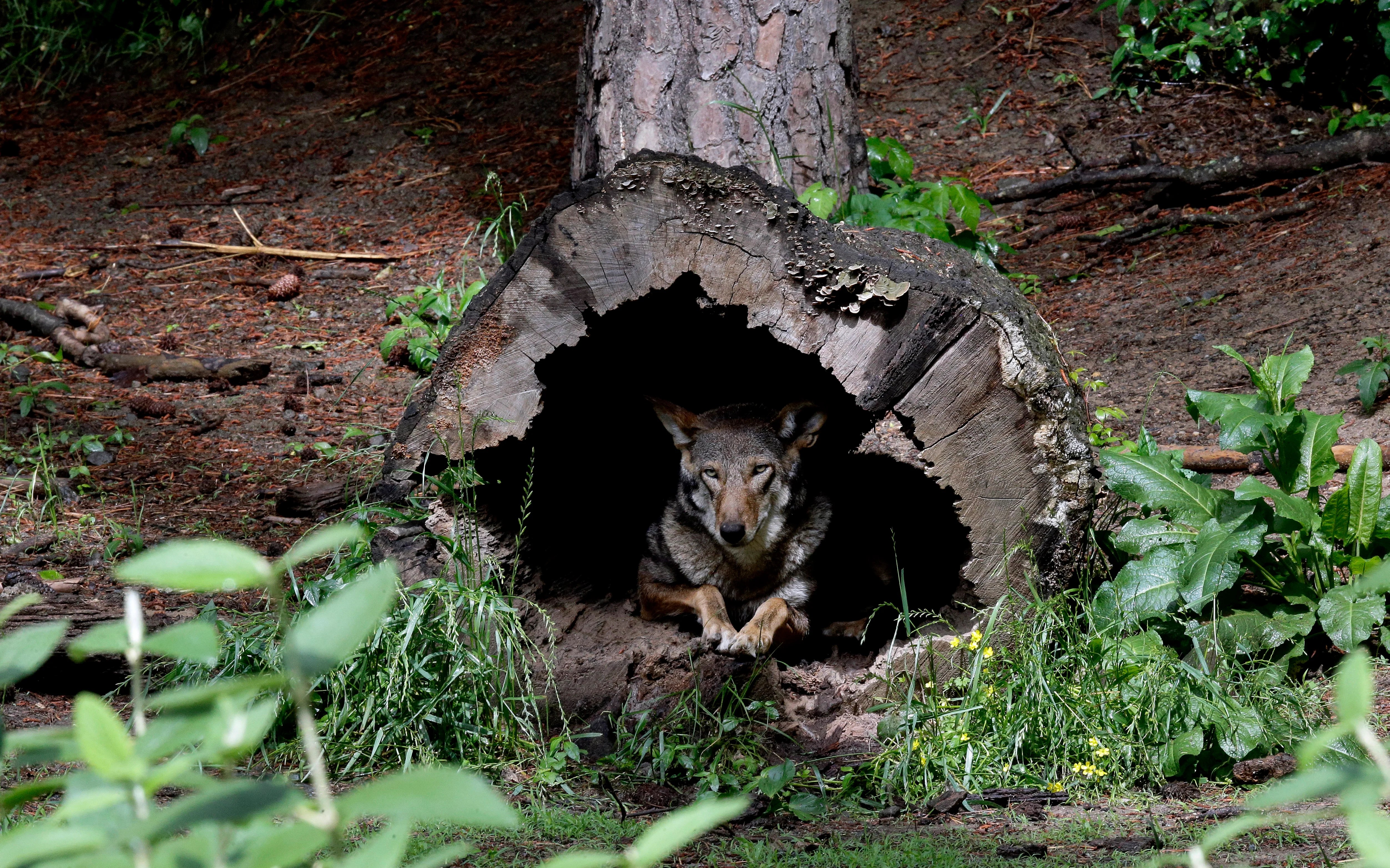 Government offers plan to release more endangered red wolves Wolves