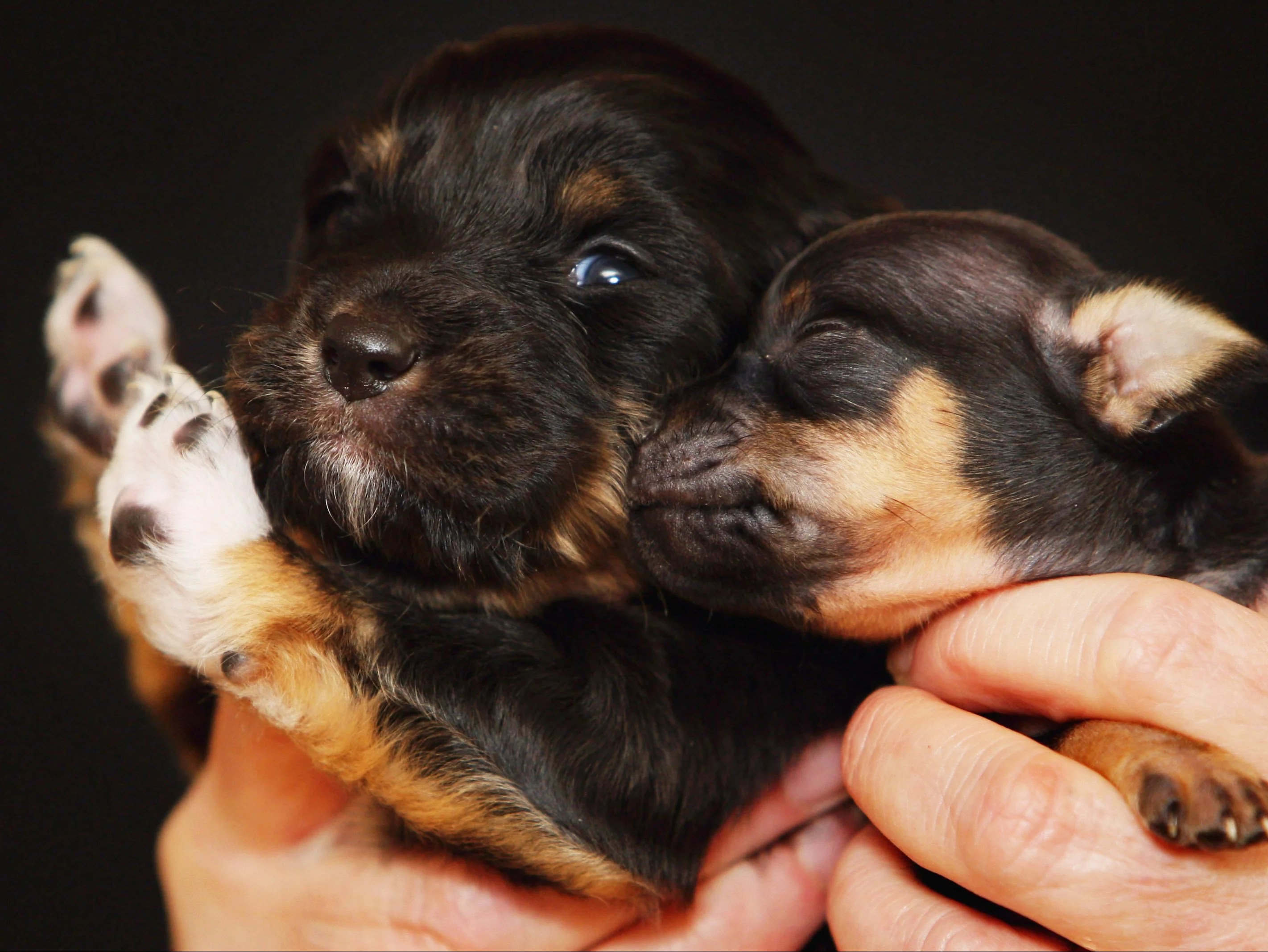 Can A Dog Have Puppies At 55 Days