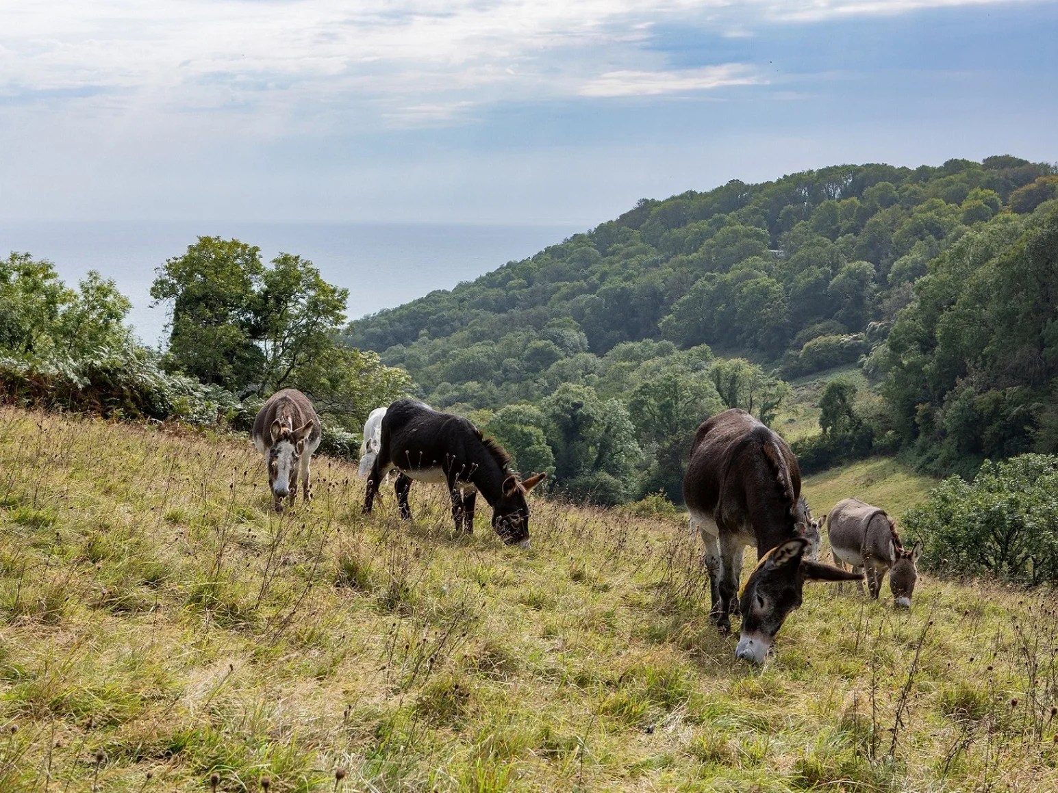 Rescue donkeys to give rare British wildflower boost in biodiversity