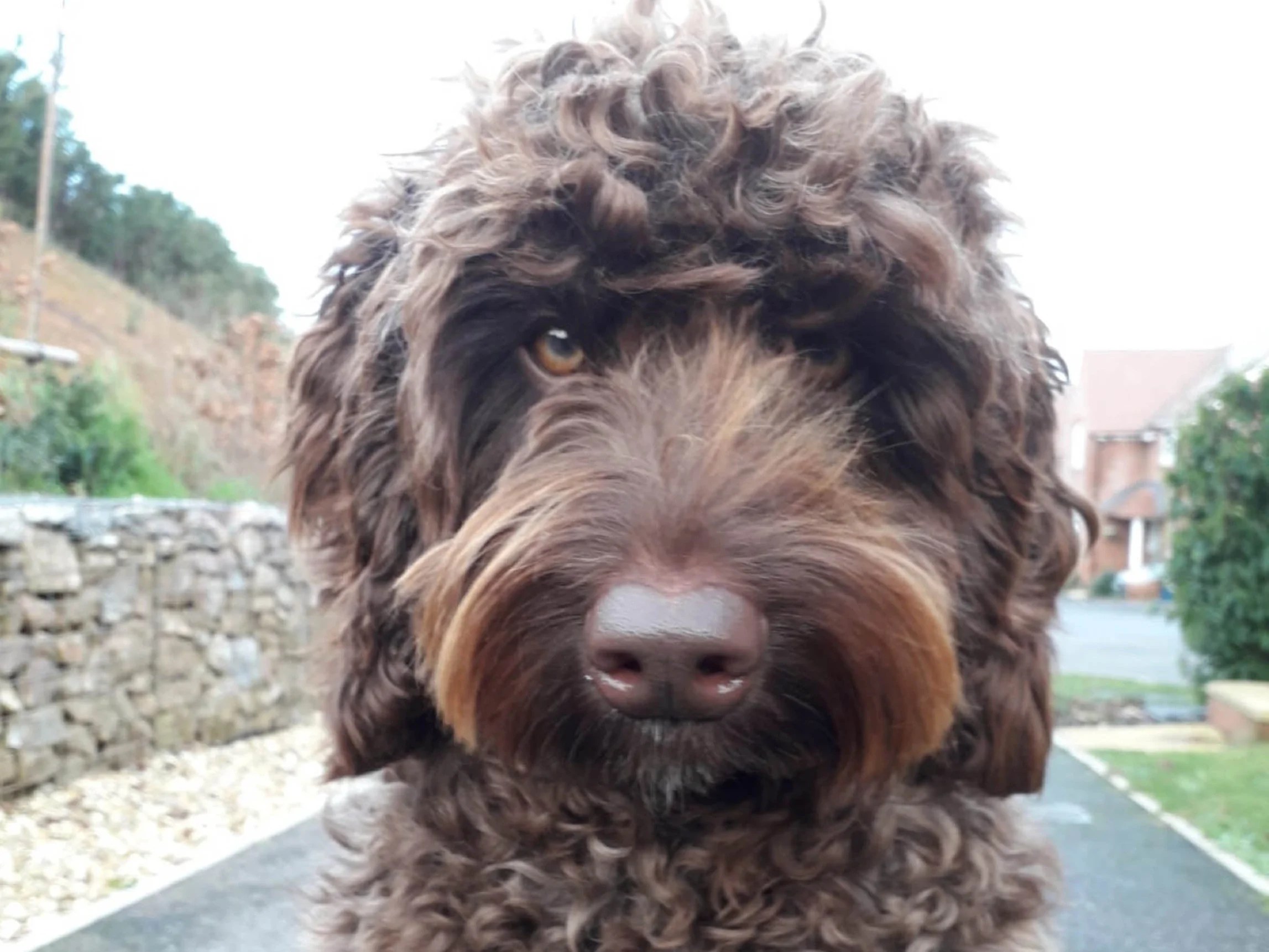Digby the ‘defusing’ dog saves life of suicidal woman on