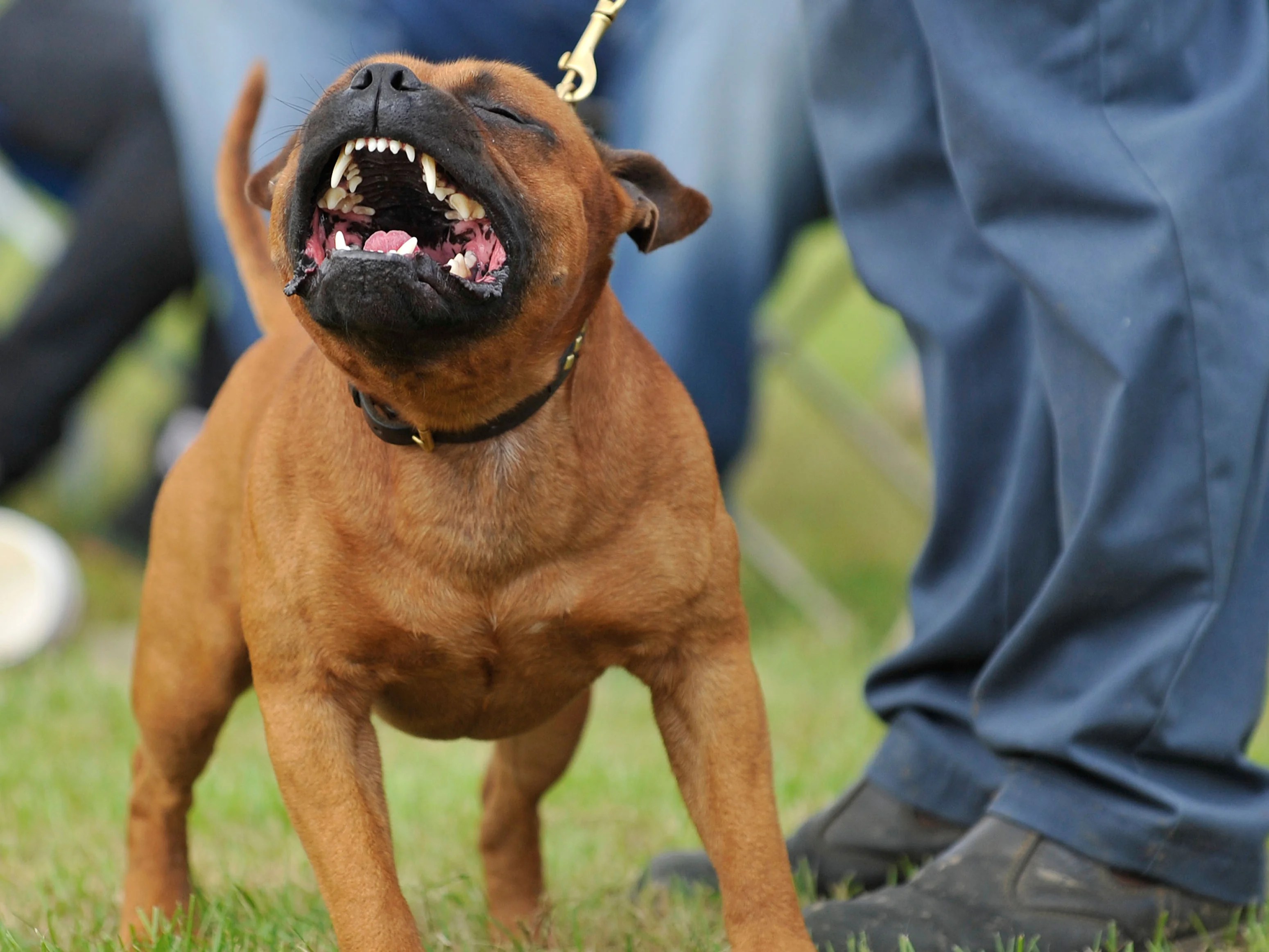 Are Staffordshire Bull Terriers Staffies Aggressive