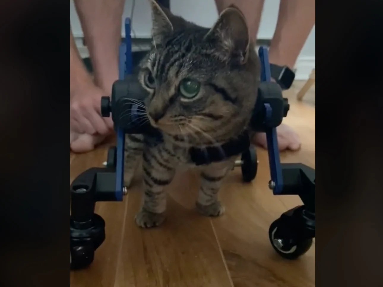 Heartwarming video shows disabled rescue cat taking…