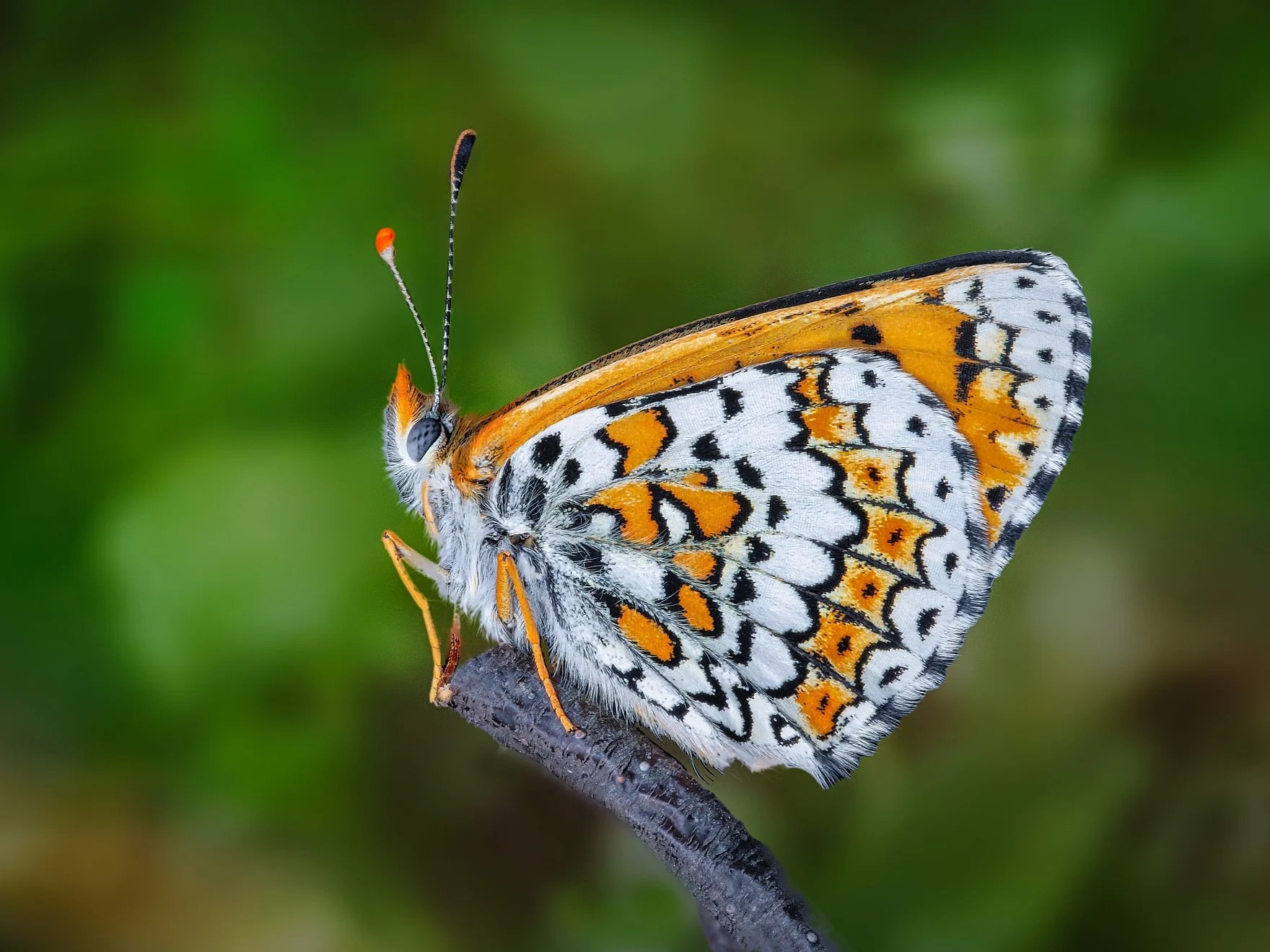 How scientists accidentally released butterflies infected by parasitic