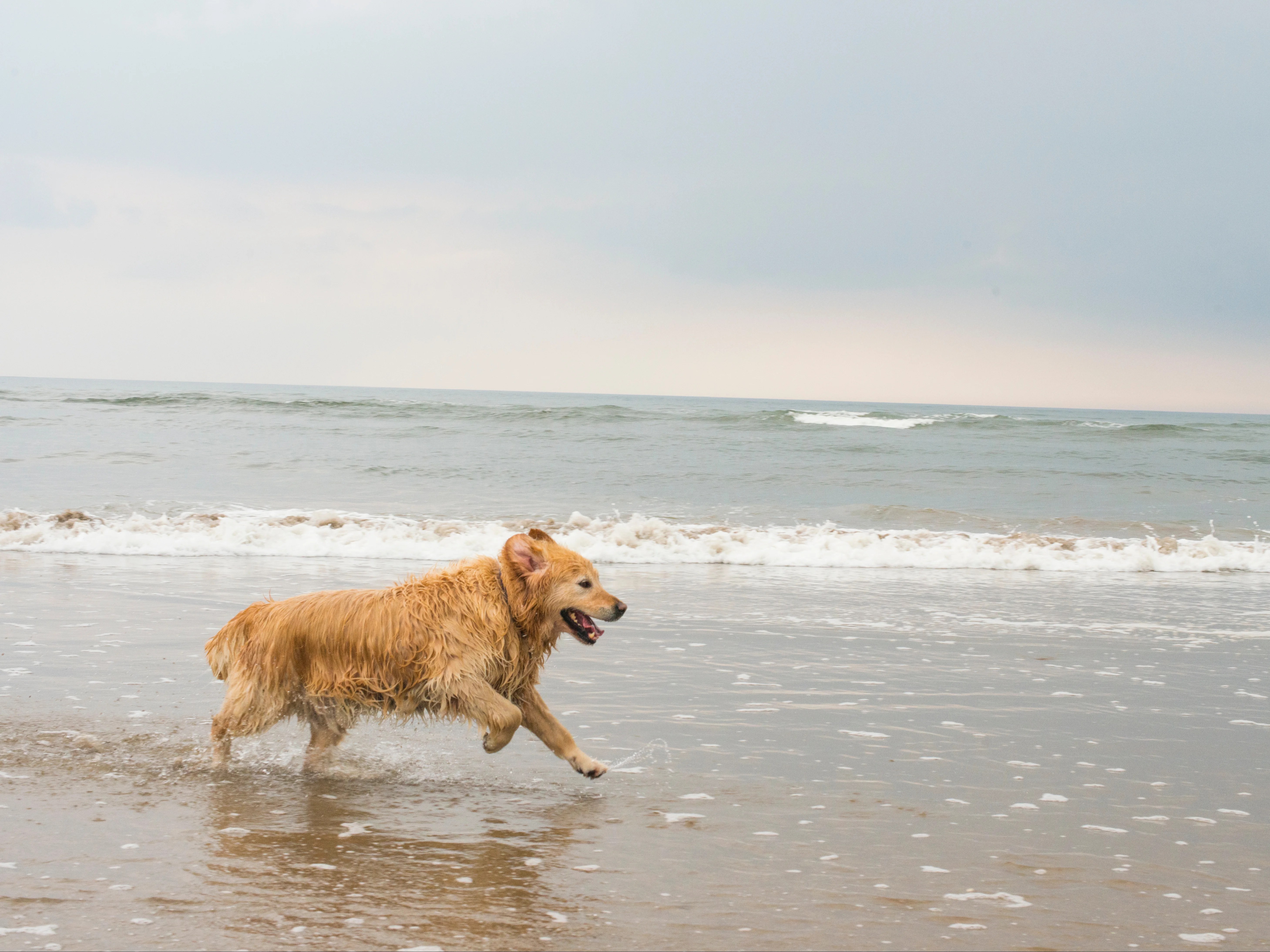 Which Beaches Allow Dogs In Yorkshire