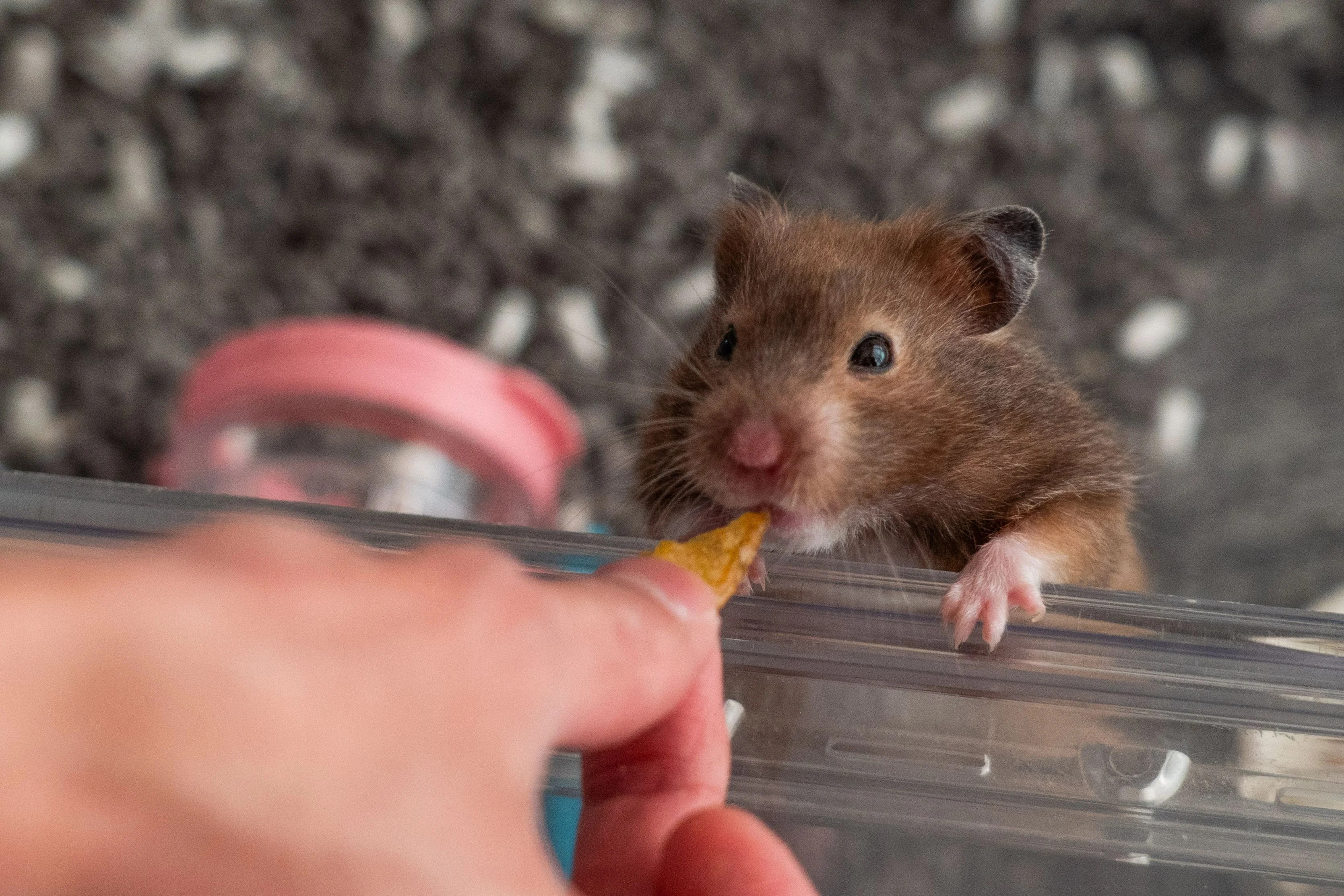 Hong Kong tells people to stop sheltering their hamsters from cull