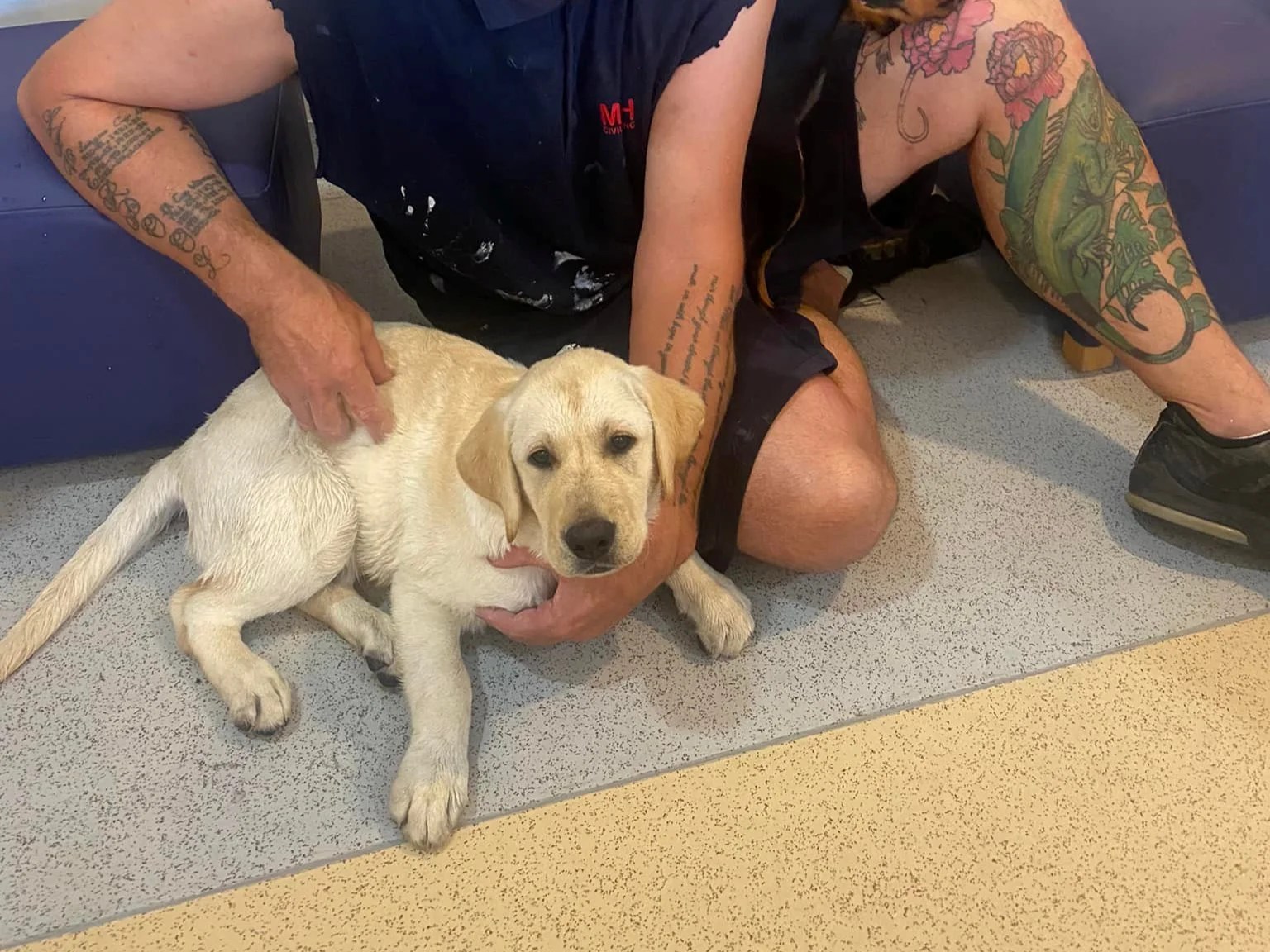 Ten ‘halfdead’ puppies rescued from searing vans during record