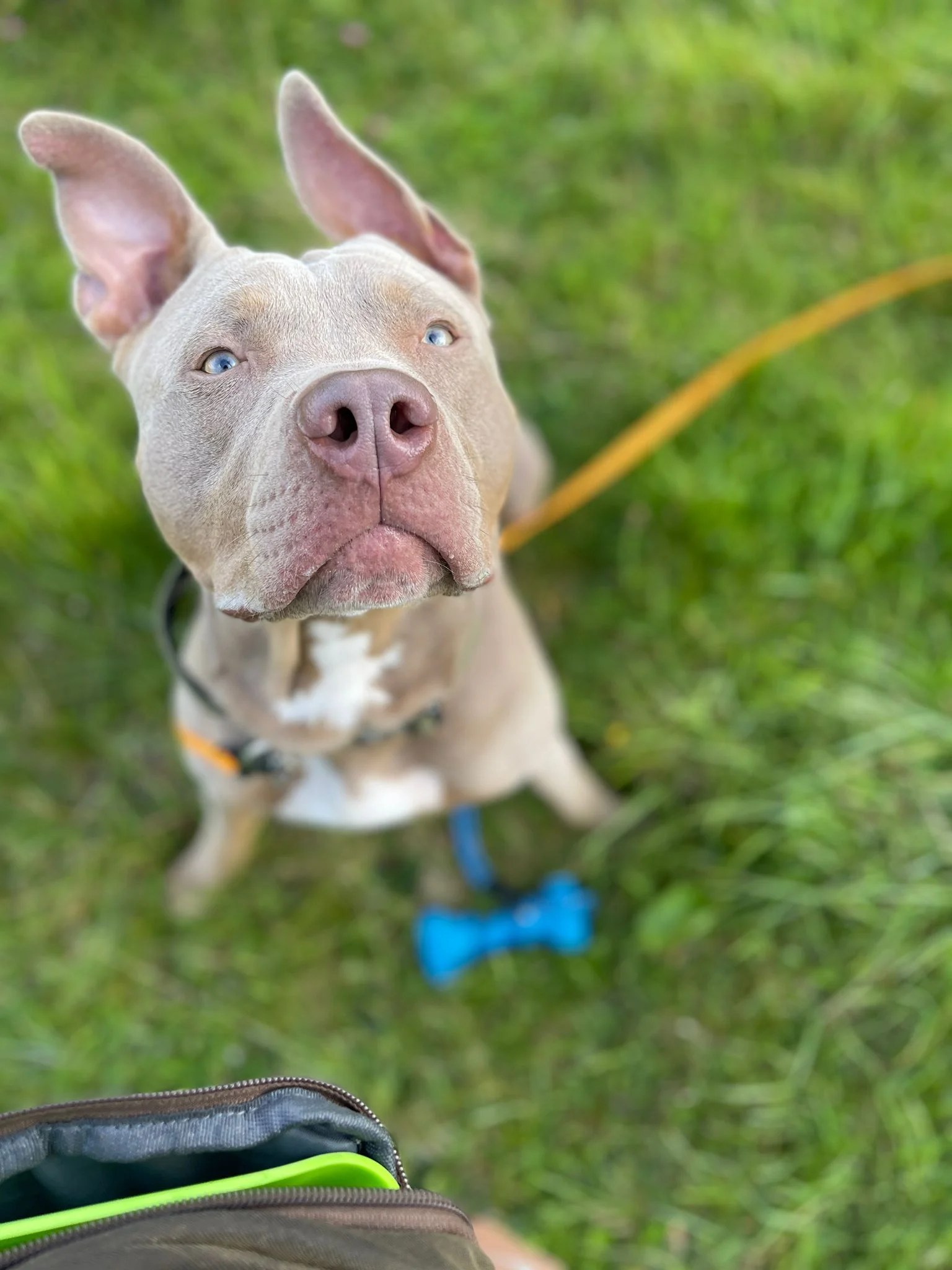 XL Bully owner defends breed and says banning them ‘won’t work’