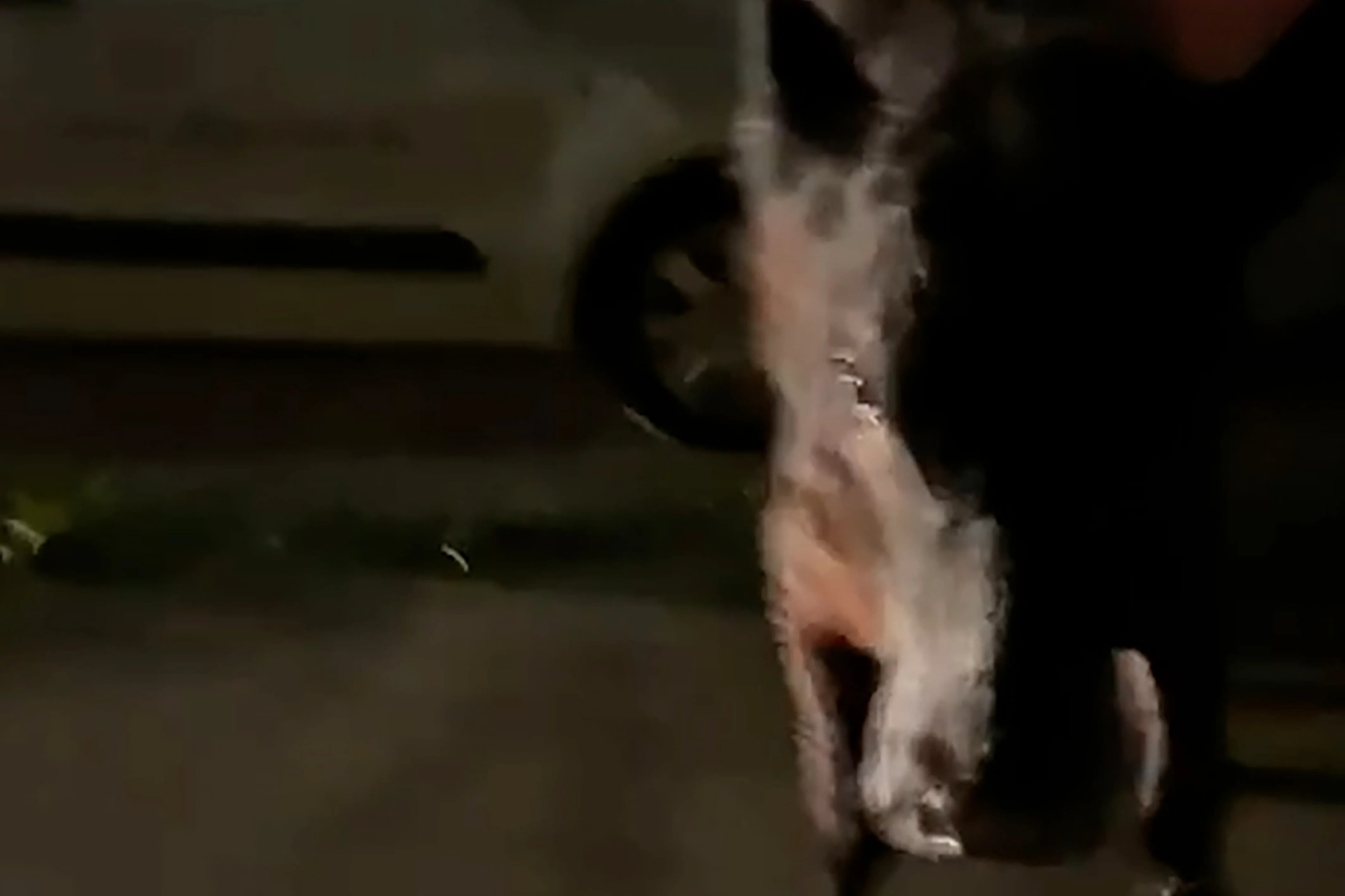 Investigation underway after police officer hits calf in Surrey; Farmer provides health update