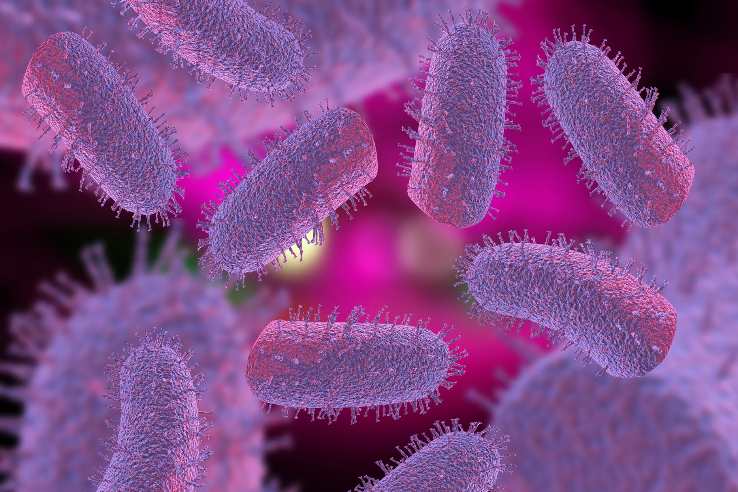 Rabies is making a comeback here’s what you need to know Western