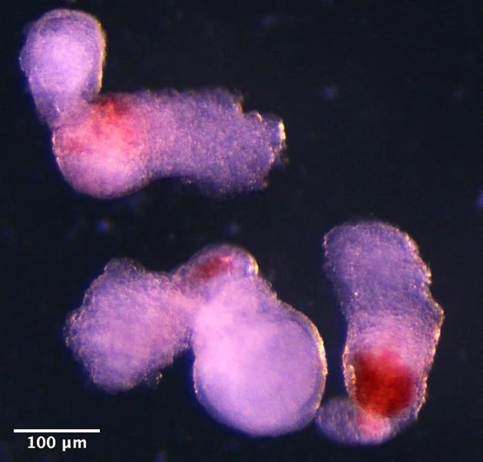Scientists create lab-grown human embryo model with blood cells