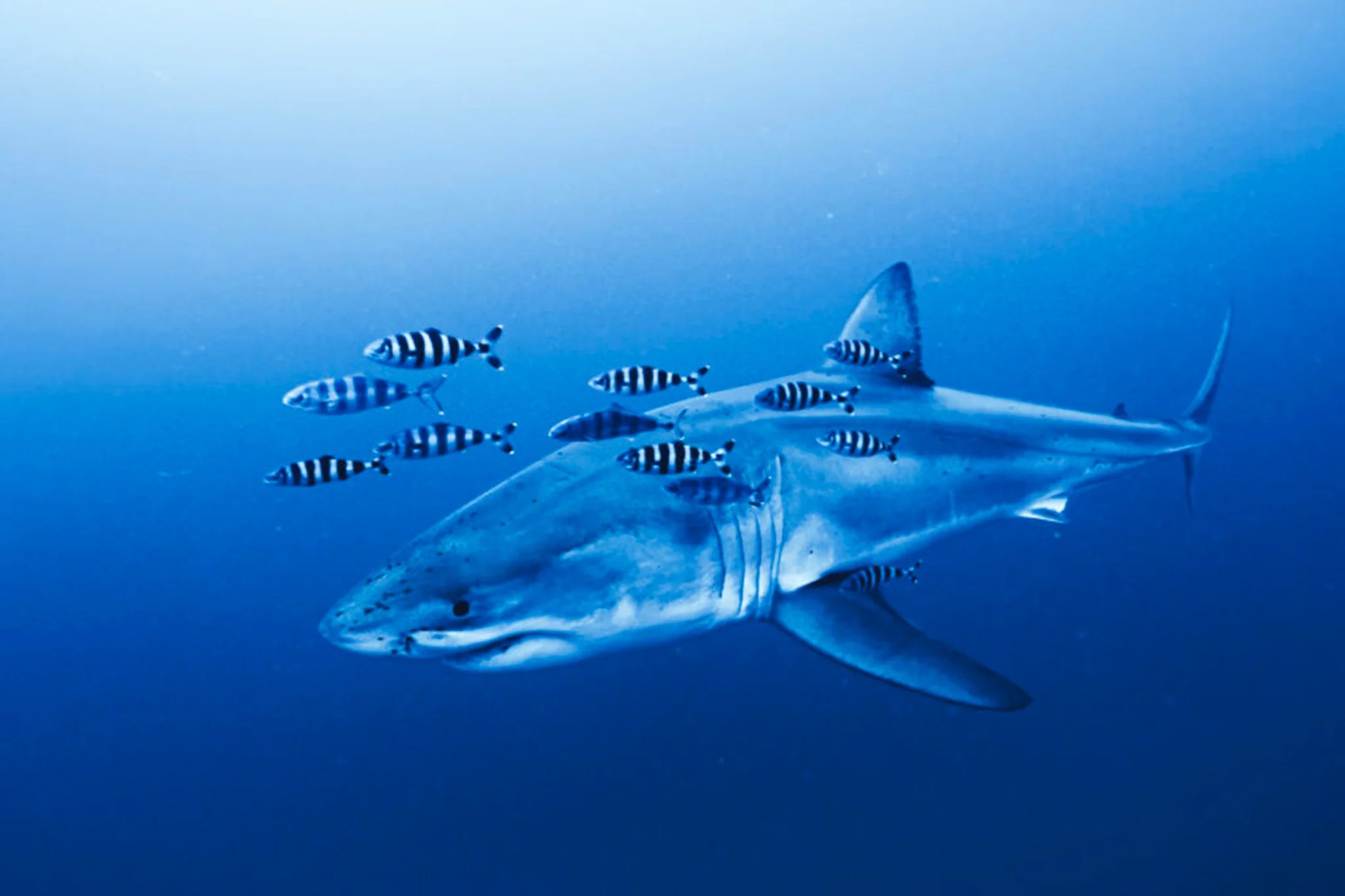 Great White Shark filmed in the Mediterranean for the first time by stunned divers