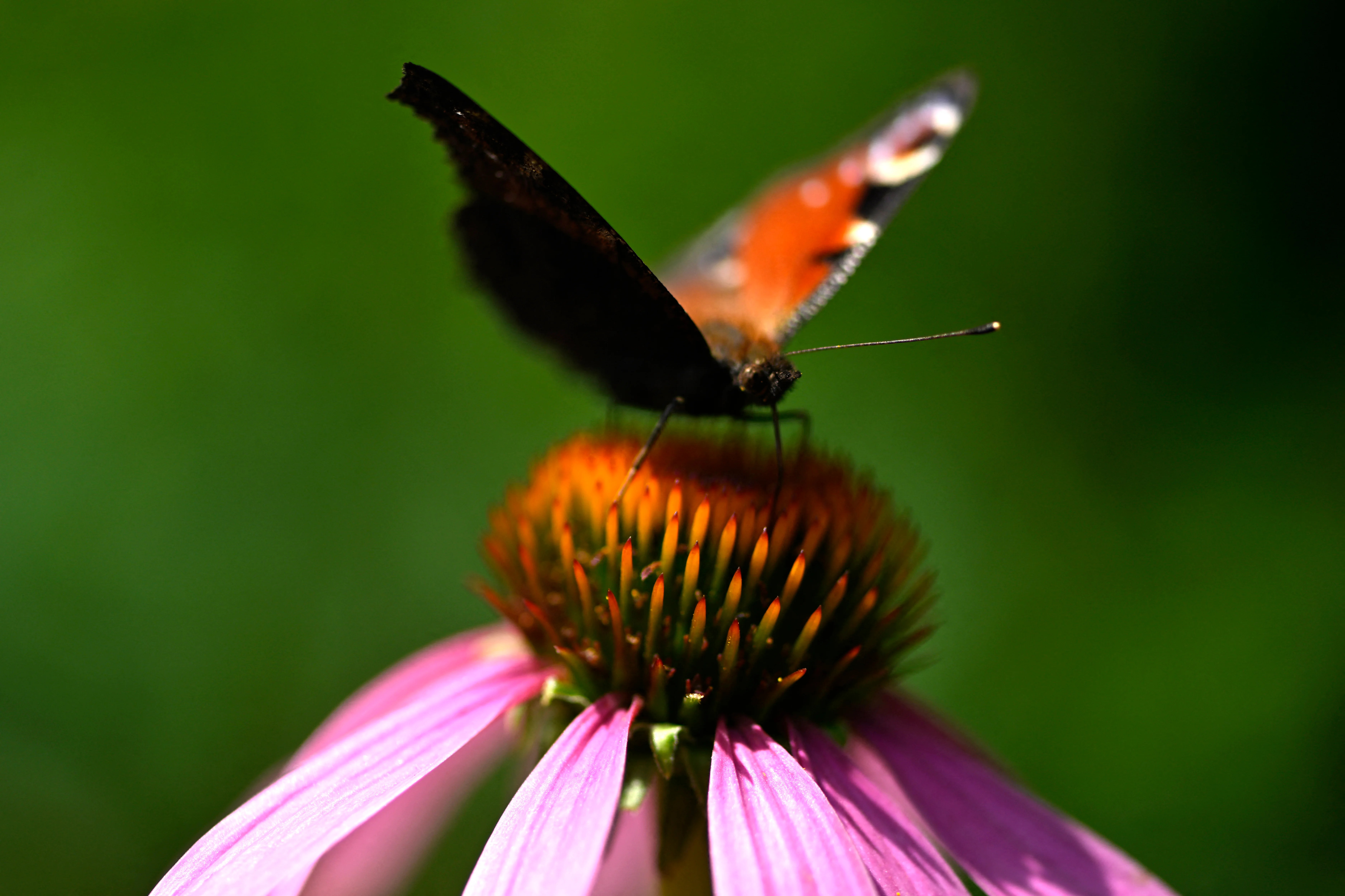 Peacock butterfly named Britain’s favourite in nationwide poll