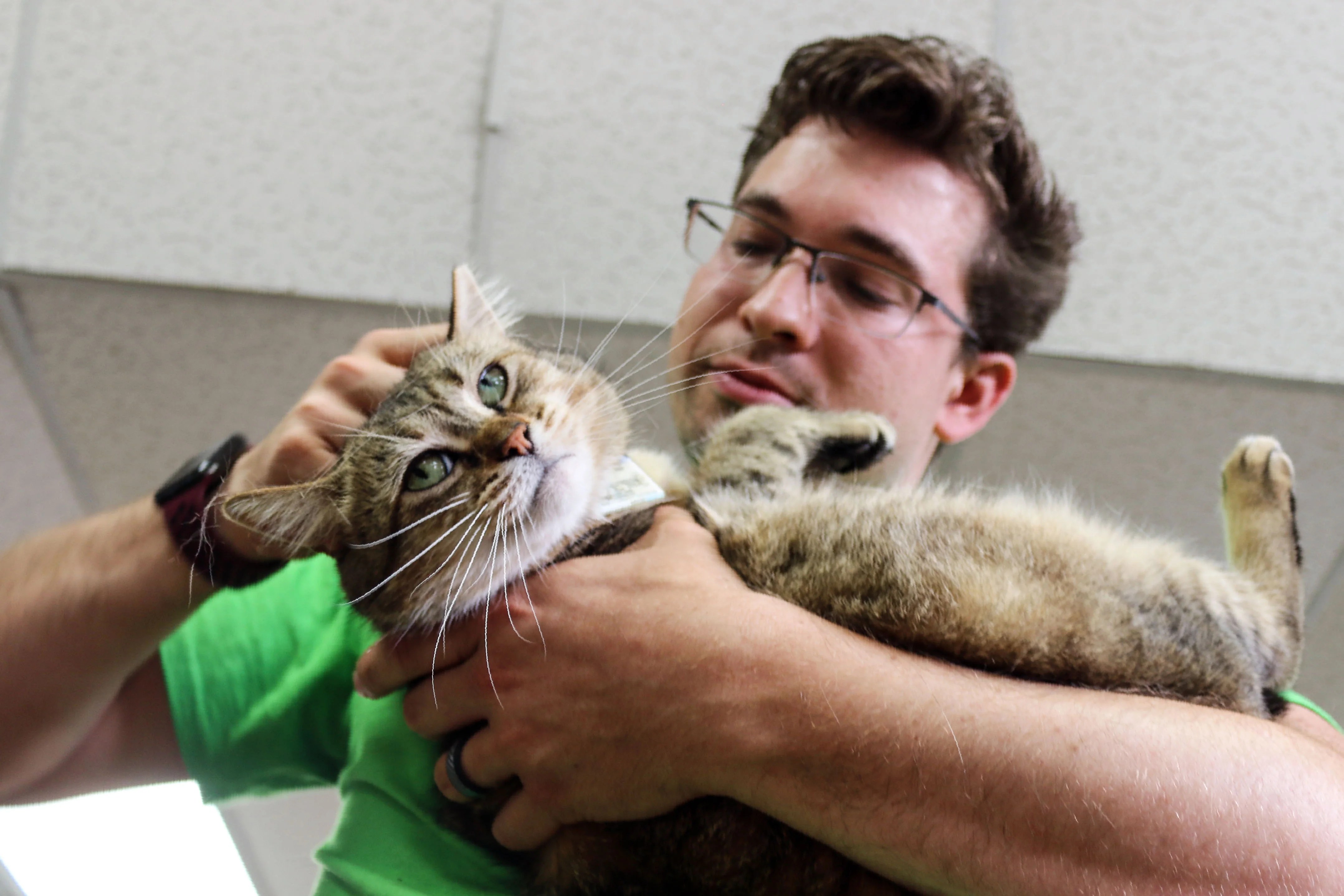 8 ways to keep your cat happy at home