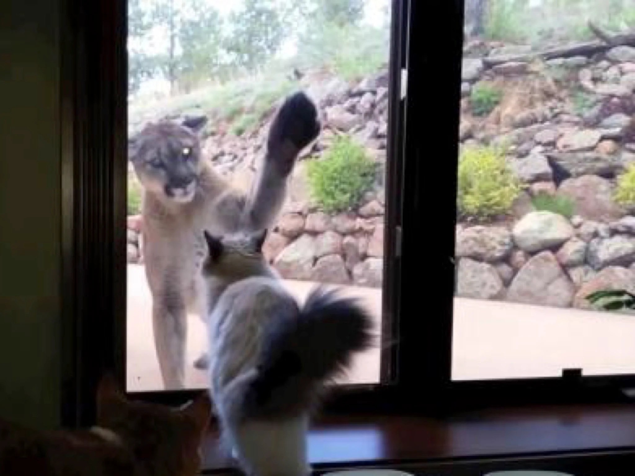 Video of house cat staring down Colorado mountain lion goes viral The