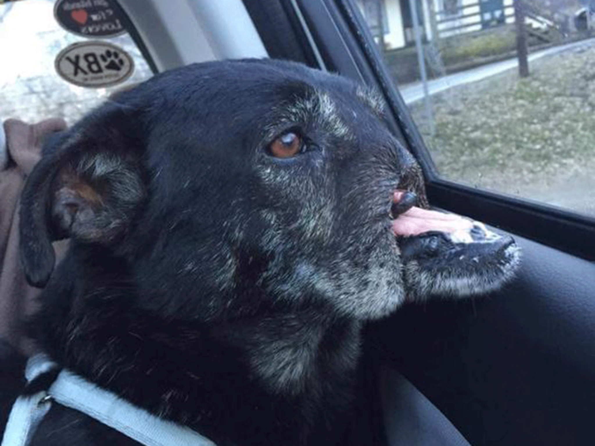 Dog who &#039;had nose cut off by thieves&#039; in Egypt finally flown to new