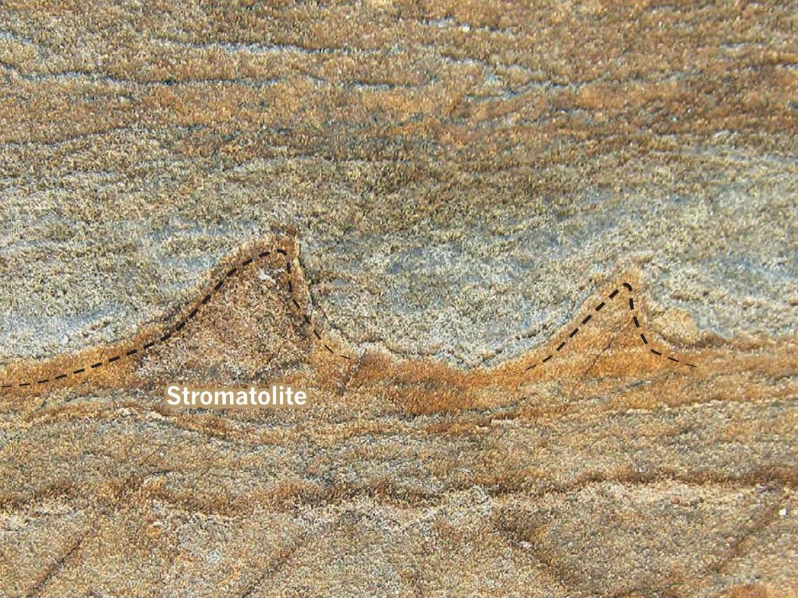 Why Are Igneous Rocks Best For Radiometric Dating PPT What are Fossils? PowerPoint