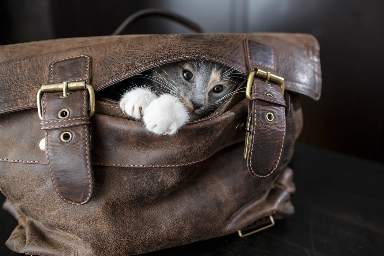 Passengers charged with animal cruelty after stowing pet cat in checked