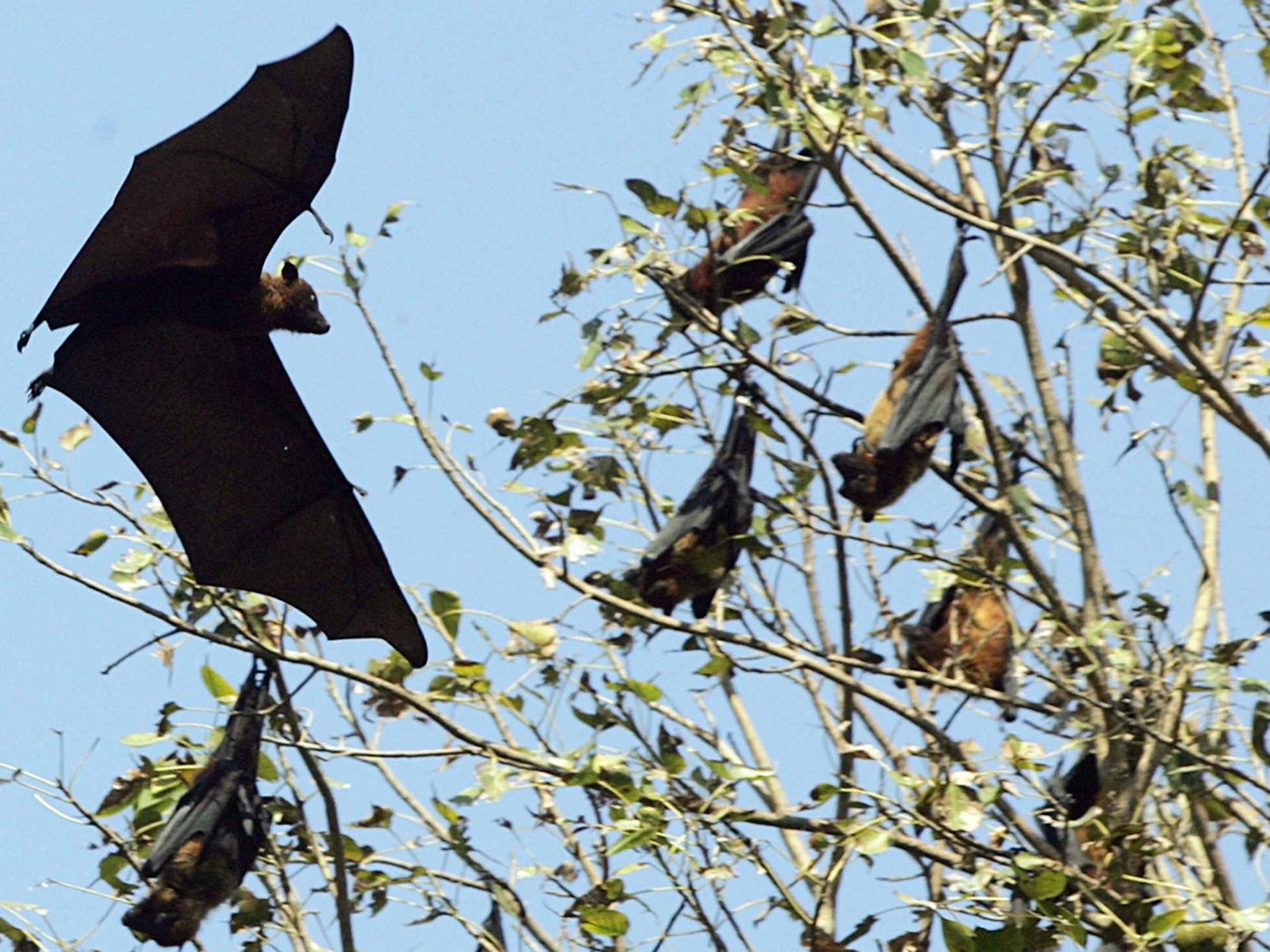 Nipah virus What is the tropical disease killing patients in India and
