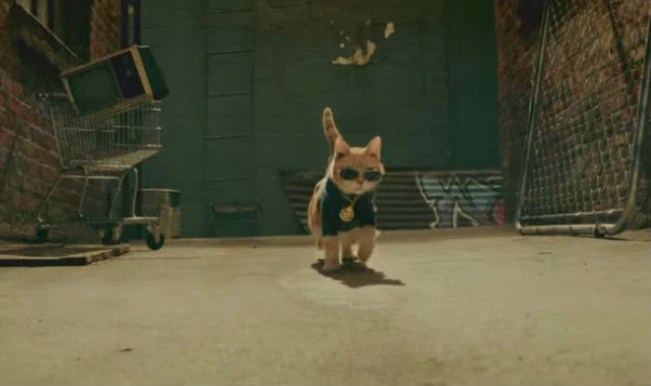 Scooter the Neutered Cat is the coolest! Watch GiveThemTen’s amazing