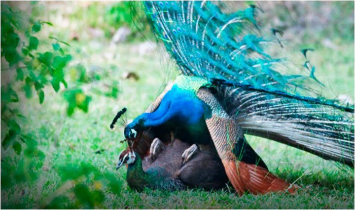 Brahmachari peacock remark: ‘How peacocks have sex’ is most searched