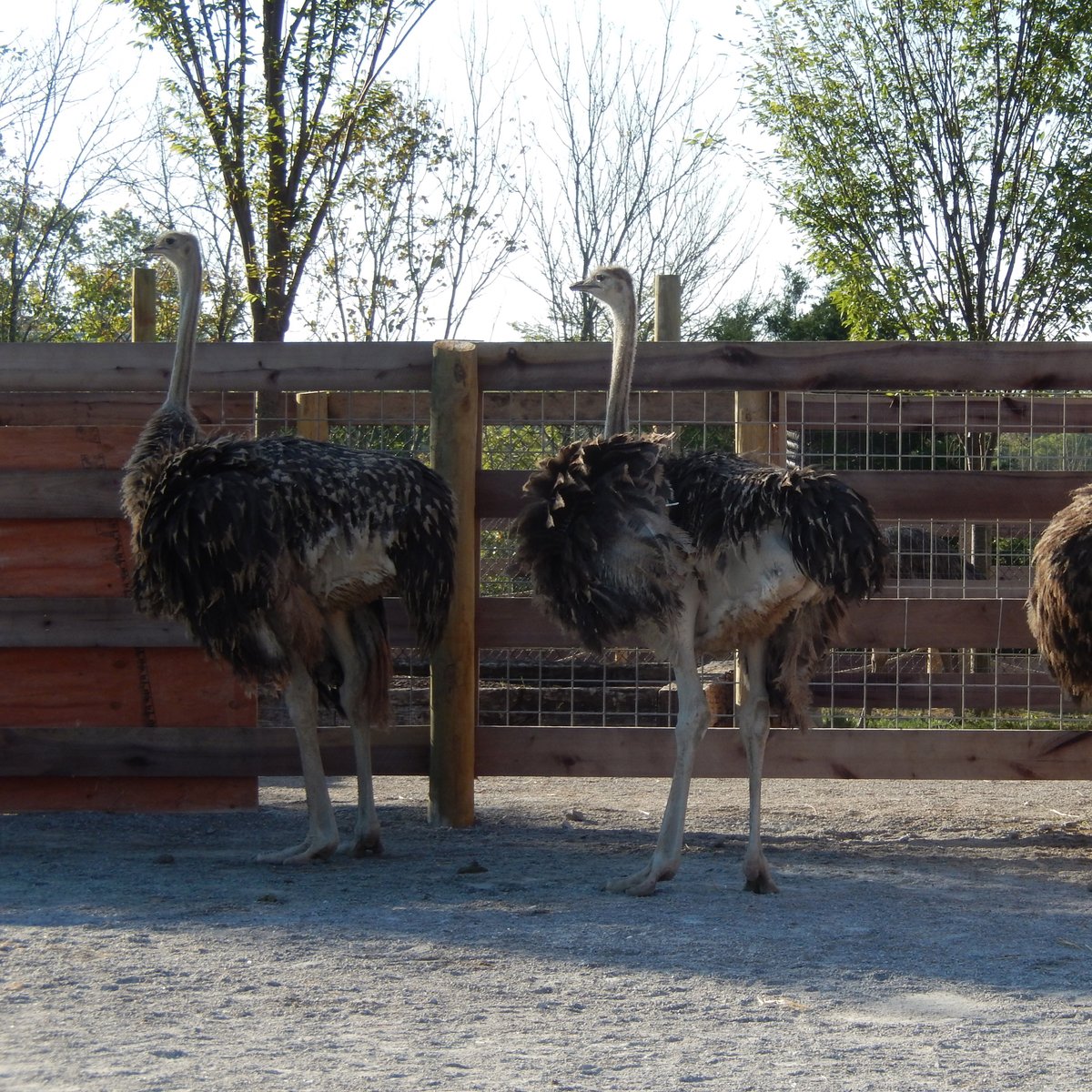 Ostriches were found in India 25,000 years ago Study