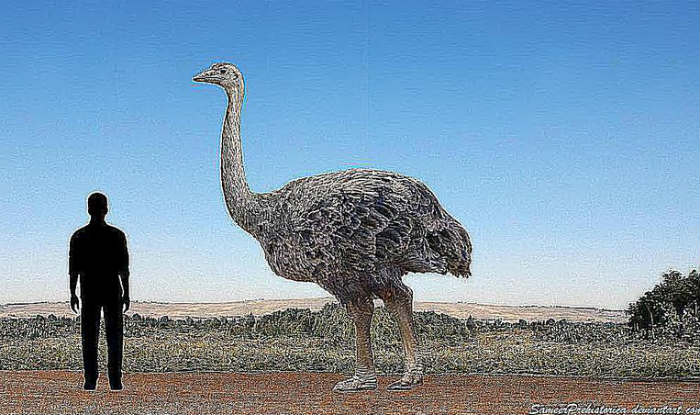 World’s Largest Bird Isn’t Ostrich, Its Giant Vegetarian 10feet Tall