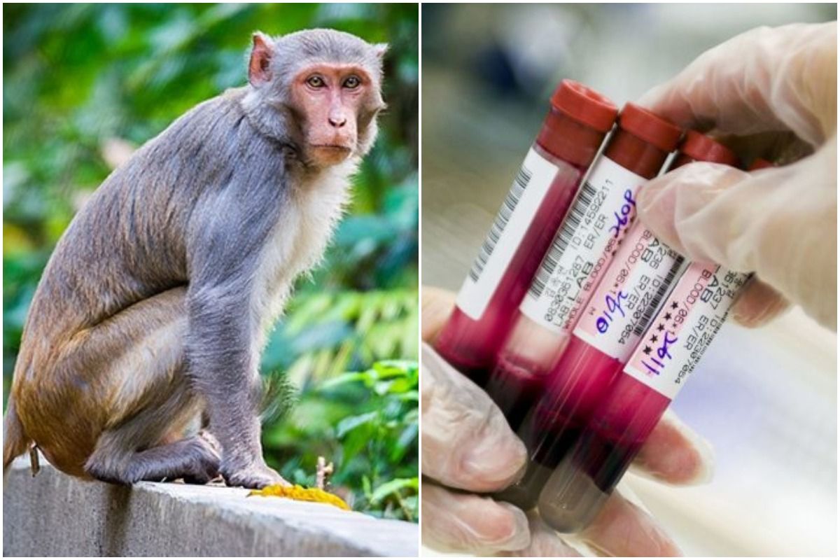 Panic in Meerut After Monkey Attacks Lab Worker & Runs Away with Blood