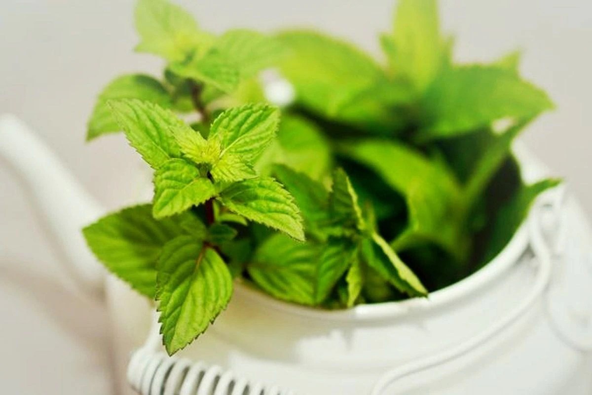 Mint Leaves Rich in Vitamins, Great For Weight Loss, 10 Incredible