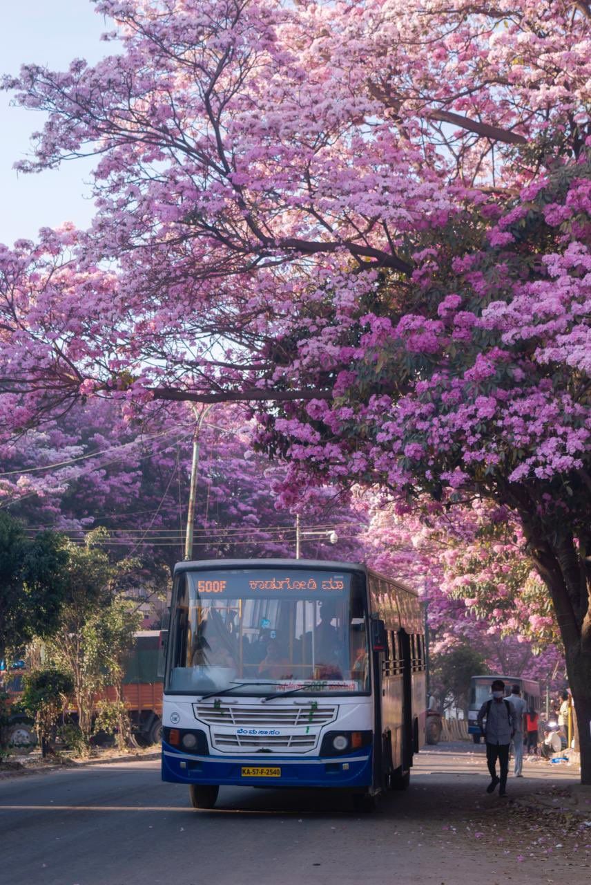 Incredible Photos of Tabibuea Rosea Flowers Blooming in Bengaluru as