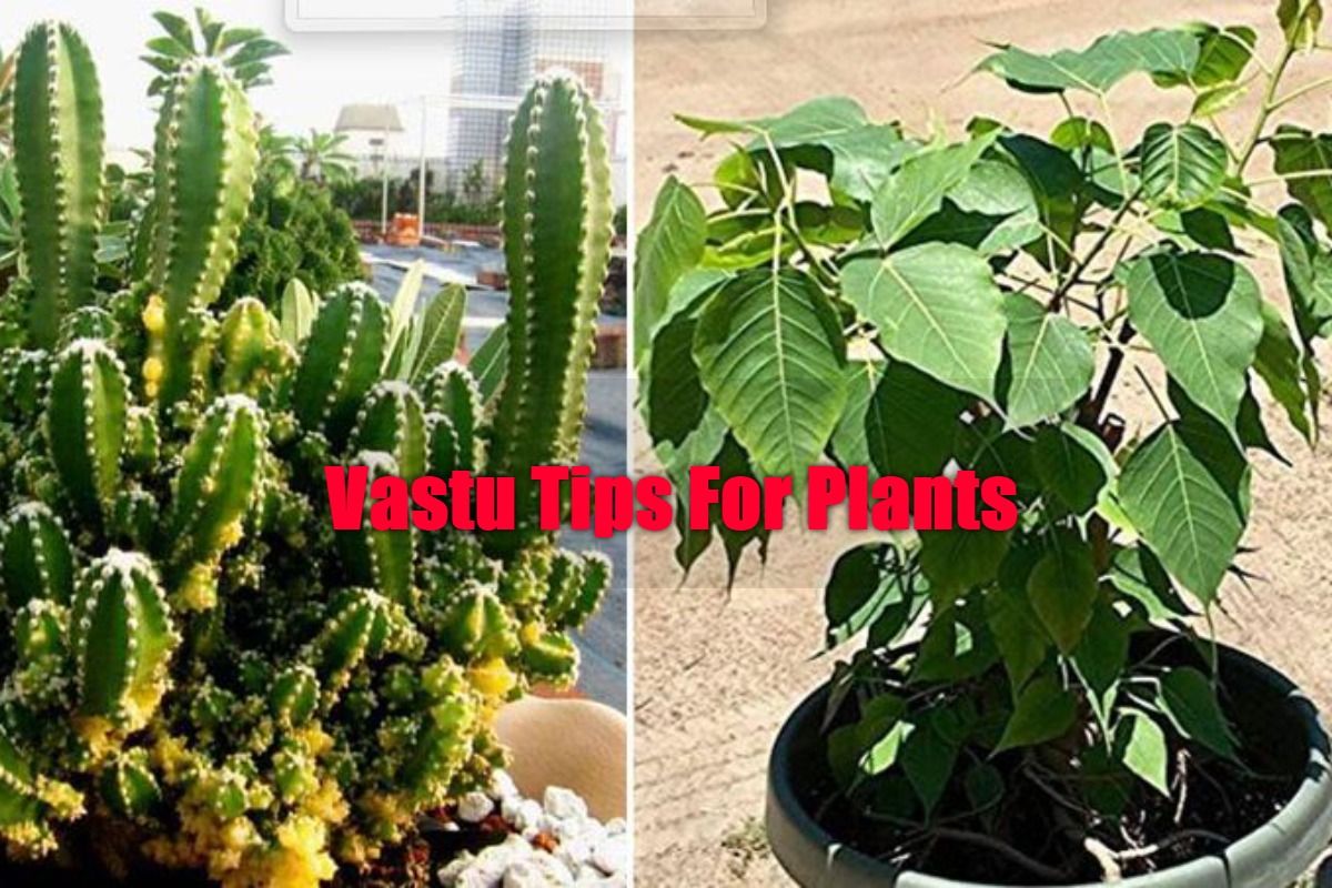Vastu Tips For Plants List of Plants You Should Never keep Inside The