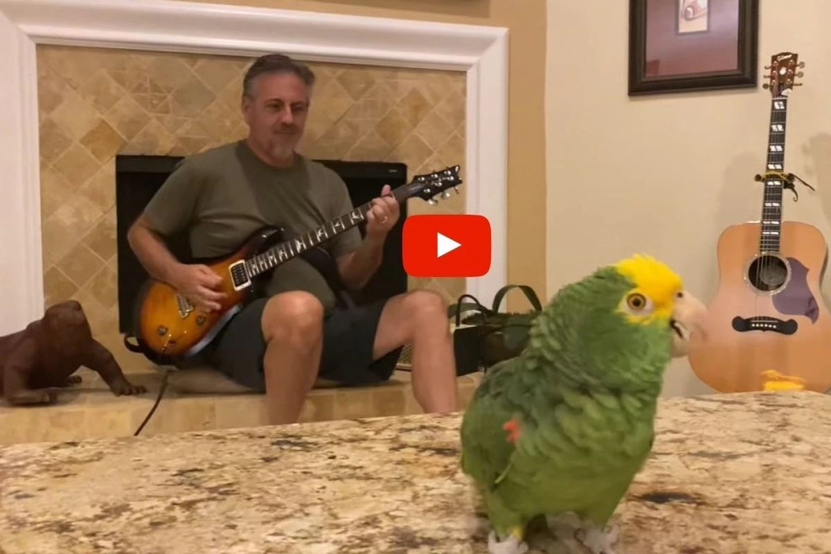 Viral Video This Parrot Singing Freestyle Vocals While the Owner Plays