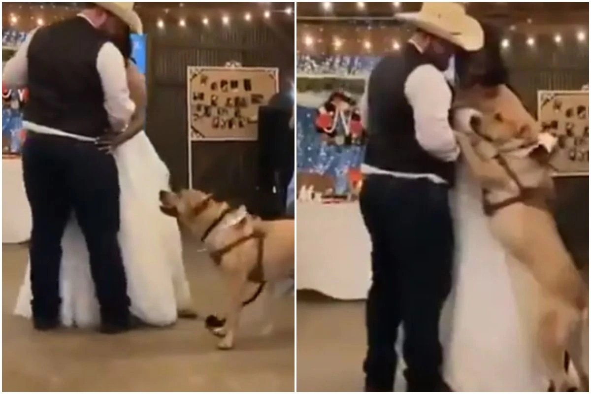 Pet Dog Dances With Couple On Their Wedding Day, Video Will Make You Go