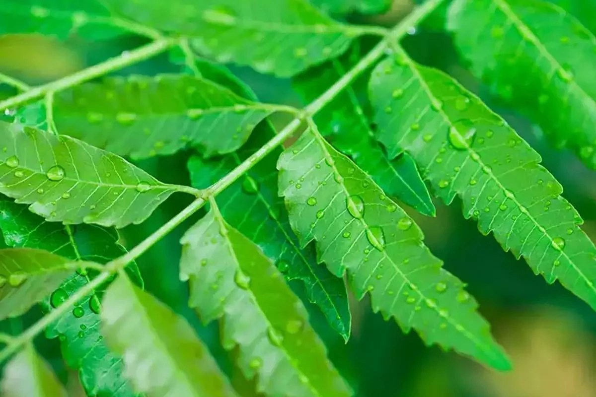Neem Leaves Benefits रोग प्रतिकार शक्ती वाढवण्यासाठी करा कडुलिंबाच्या