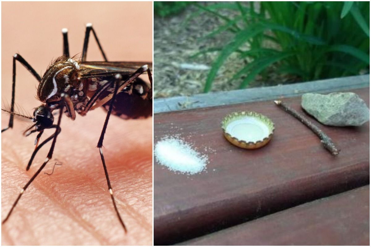This Hilarious Technique to Trap & Kill Mosquitoes Will Make You Laugh