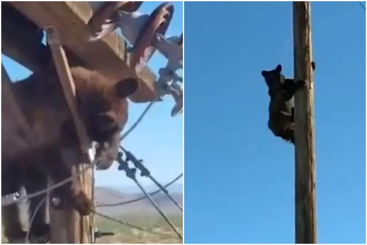 Viral Video Bear Climbs Electric Pole & Gets Stuck in Wires, Causes