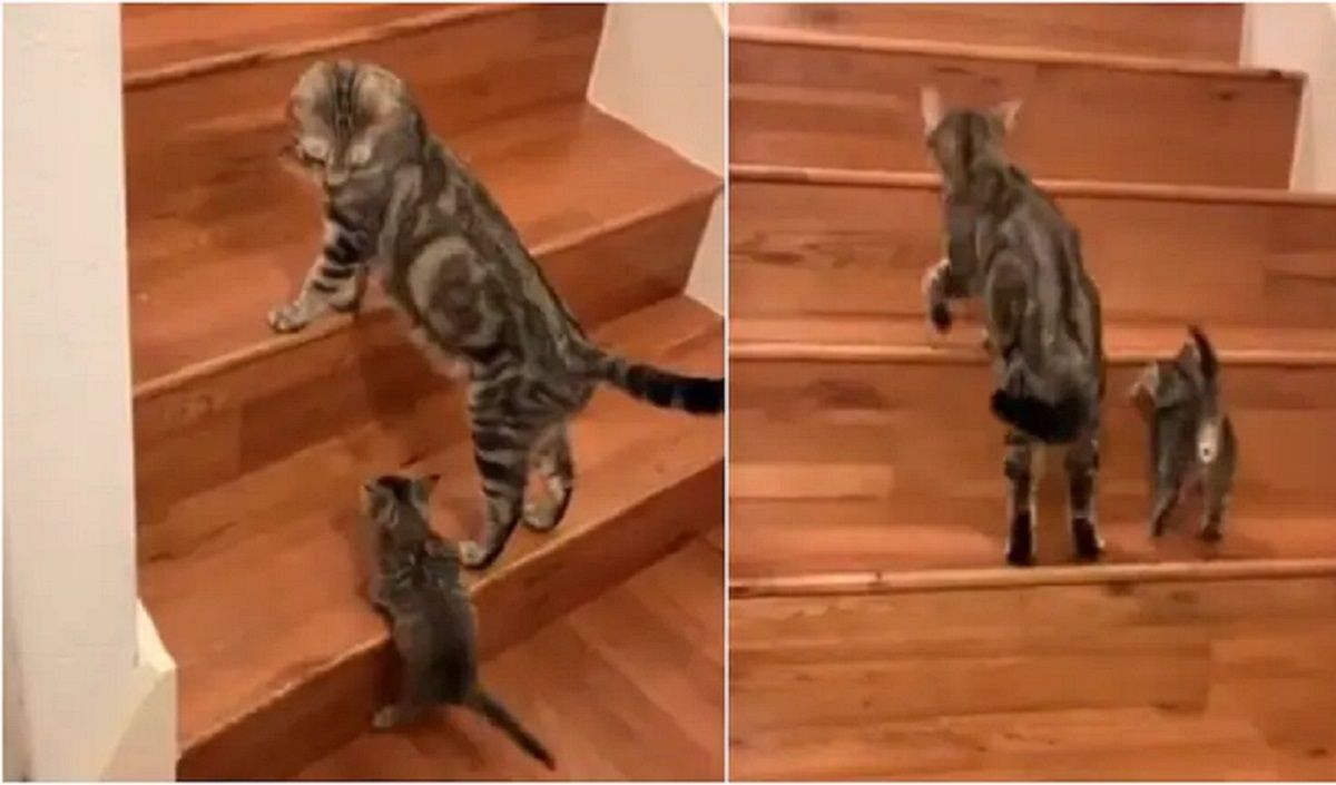 Viral Video Cute Cat Teaches Her Little Kitten How To Climb Stairs Watch