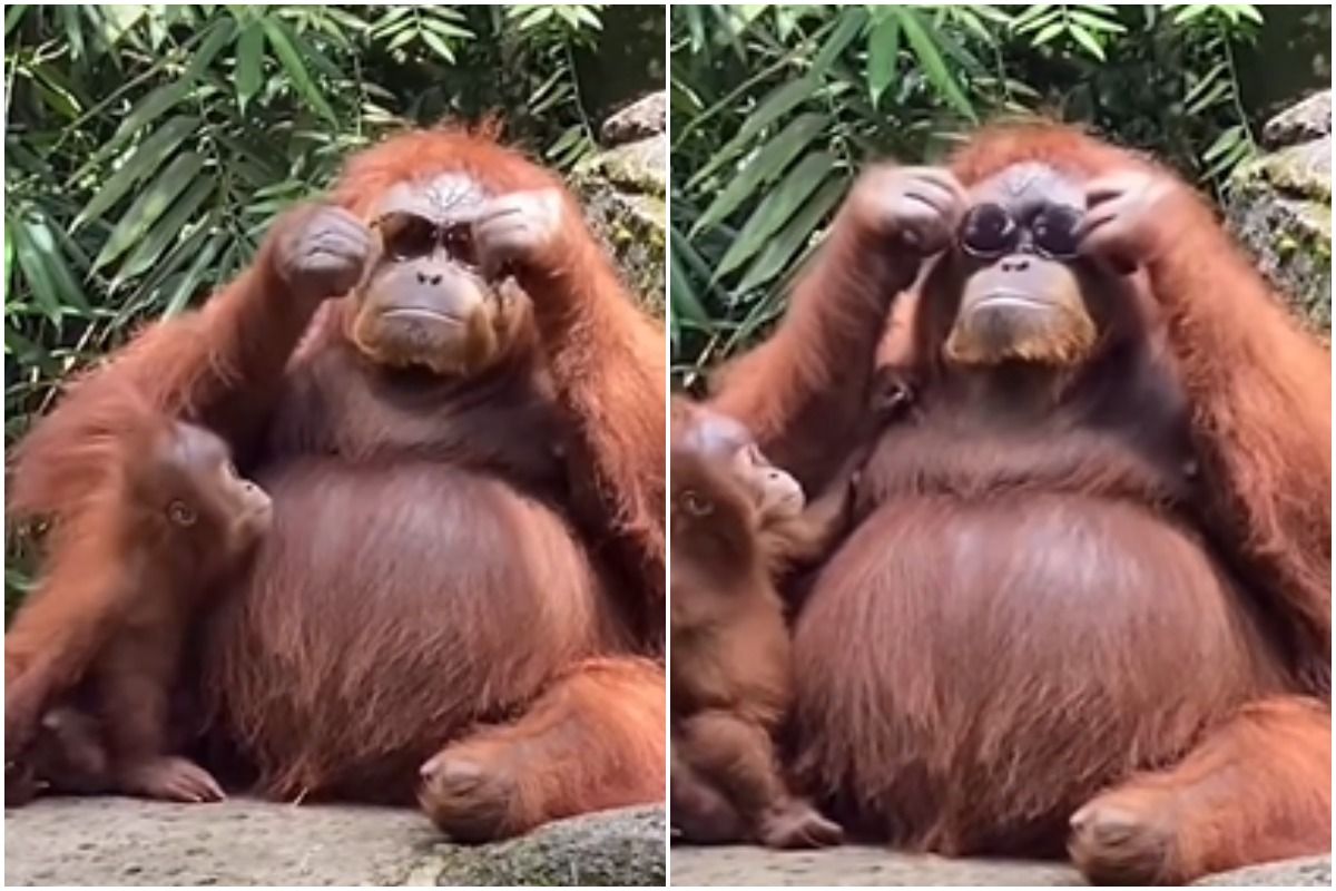 Viral Video Orangutan Stylishly Puts on Sunglasses After Tourist Drops