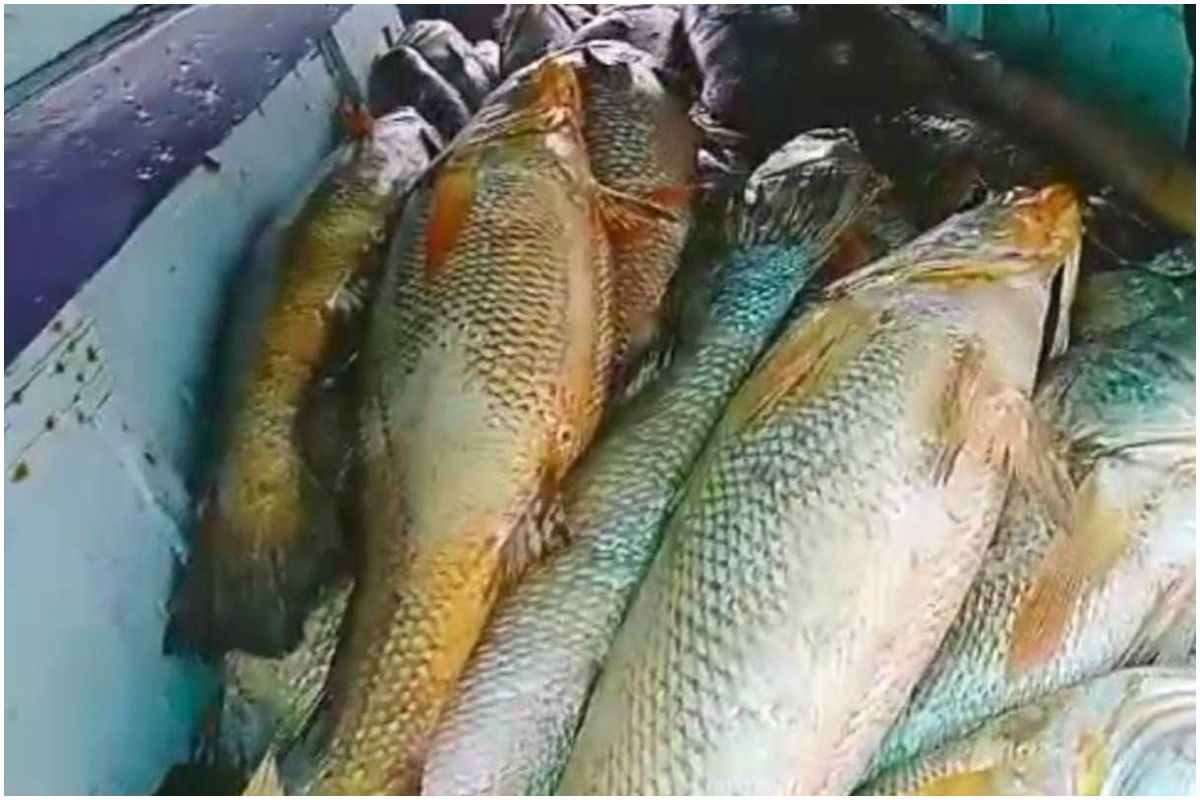 Crorepati Overnight! Maharashtra Fisherman Catches 157 Ghol Fish, Sells