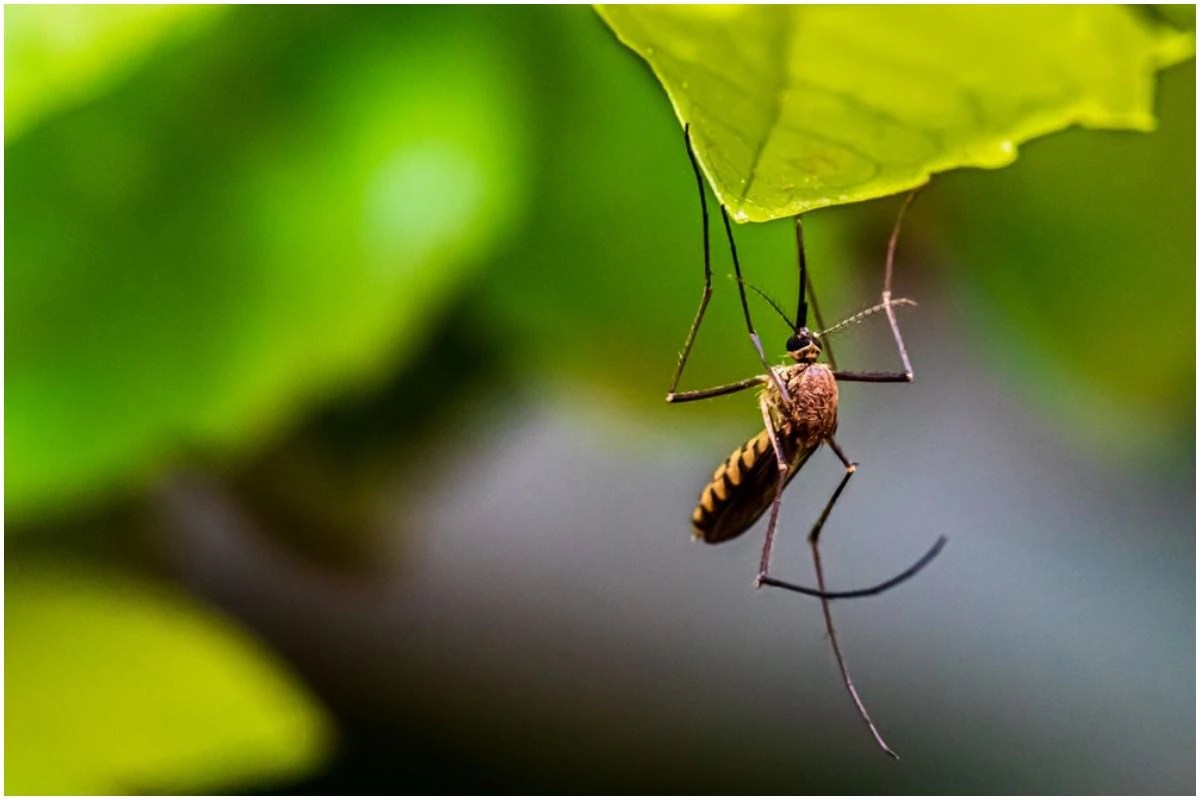 All About West Nile Virus That Russia Has Warned About Symptoms