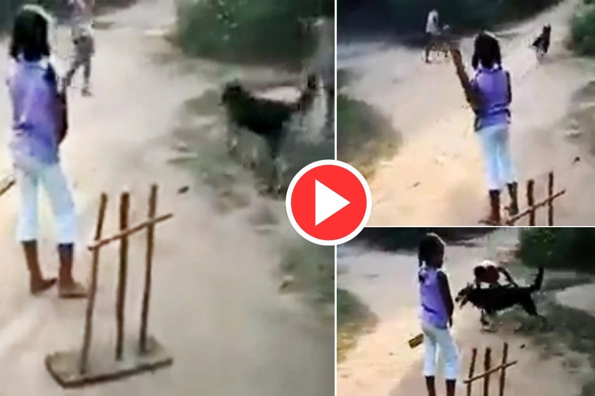 Dog Playing Cricket Video कुत्ते ने की तूफानी अंदाज में विकेट कीपिंग, सचिन तेंदुलकर भी हुए