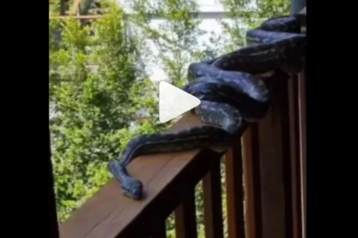 Viral Video Six Pythons Found in Australia Home During Mating Season