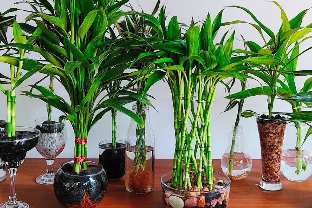 5 Vastu Tips To Keep Lucky Bamboo At Home