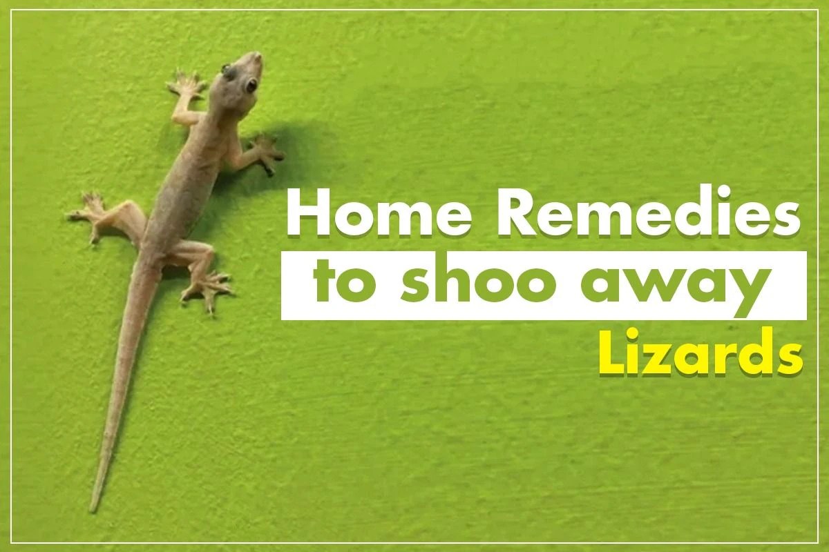 Troubled By Lizards? Try These Home Remedies And Shoo Away The Reptiles